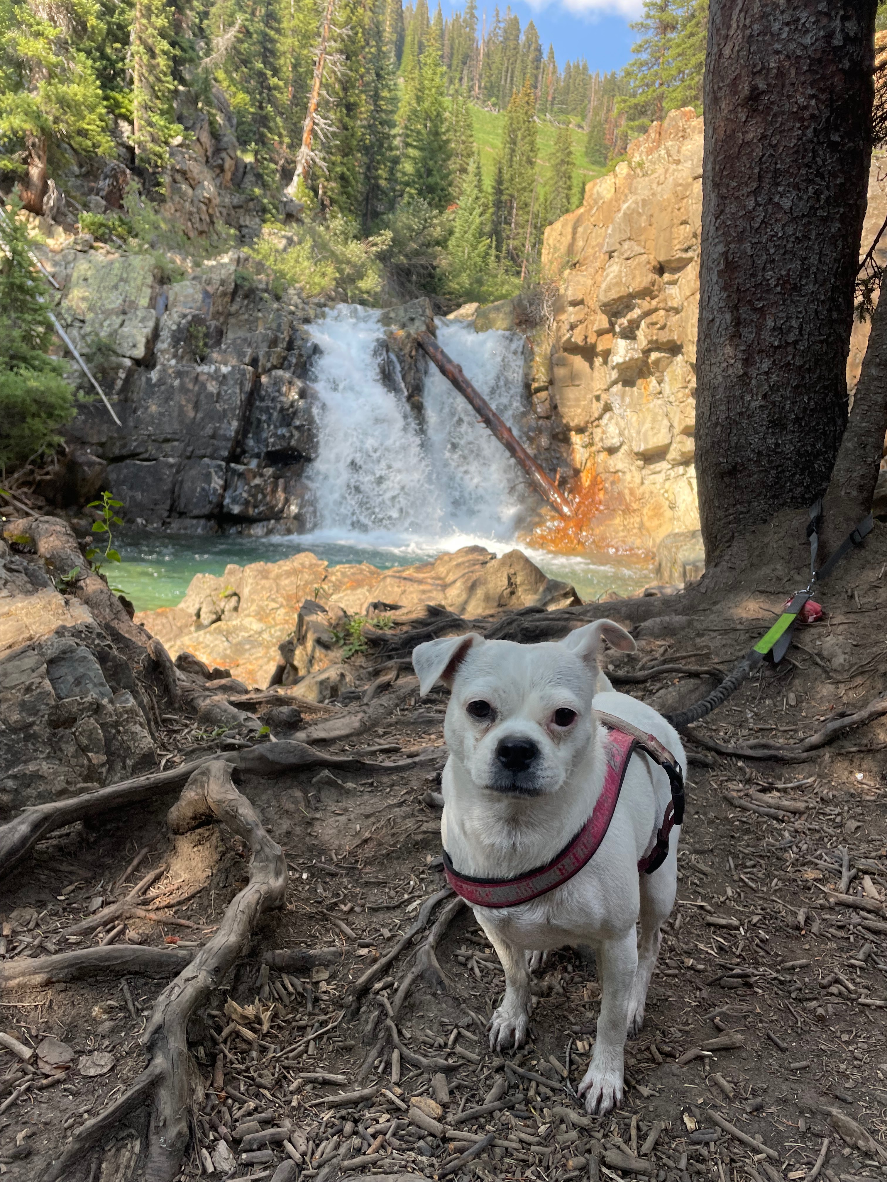 Help Magnolia Get Life-Saving Surgery campaign photo, 5 of 8
