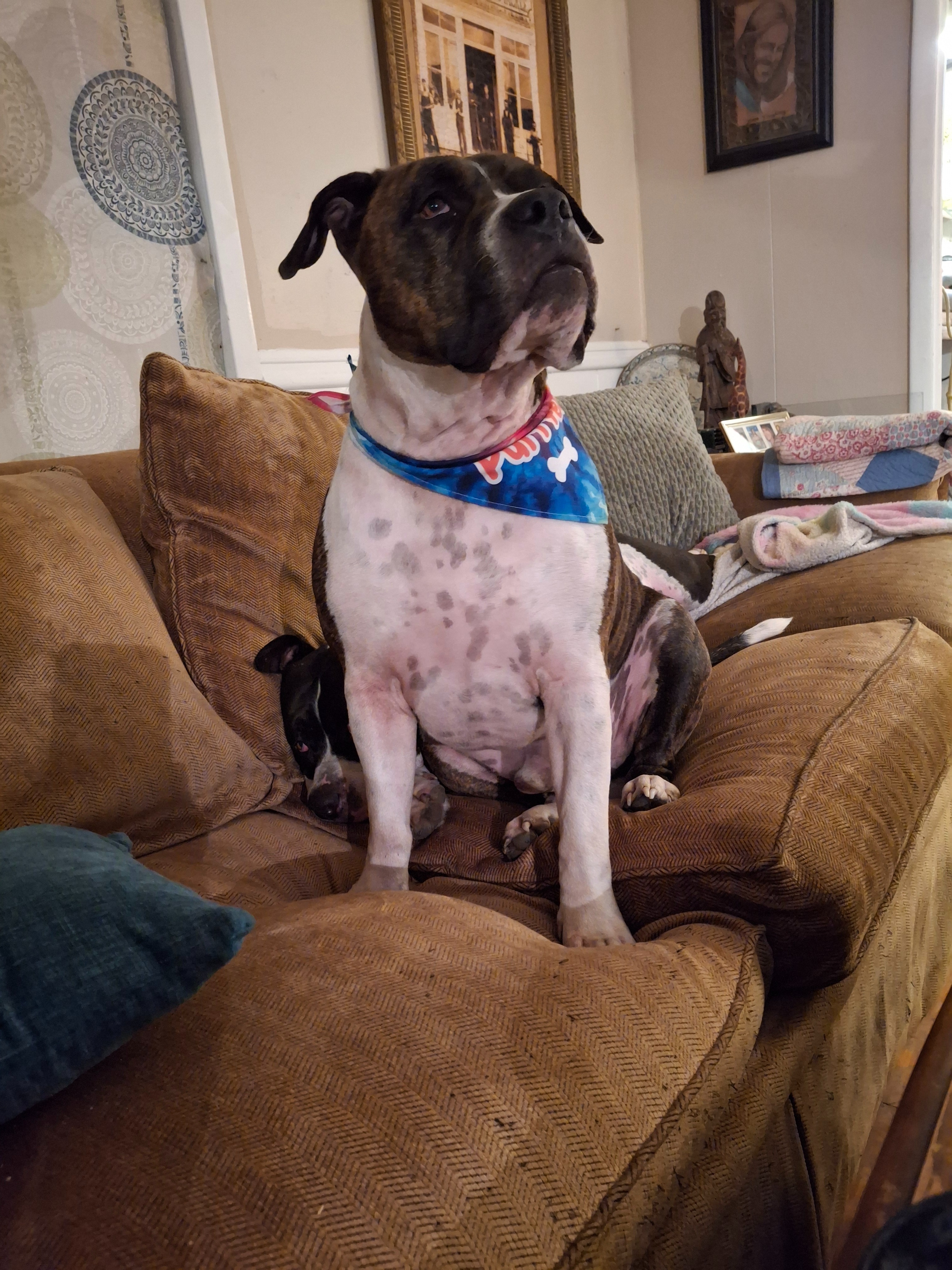 Help get Bruno shots, collar, and dental work done. campaign photo, 5 of 8