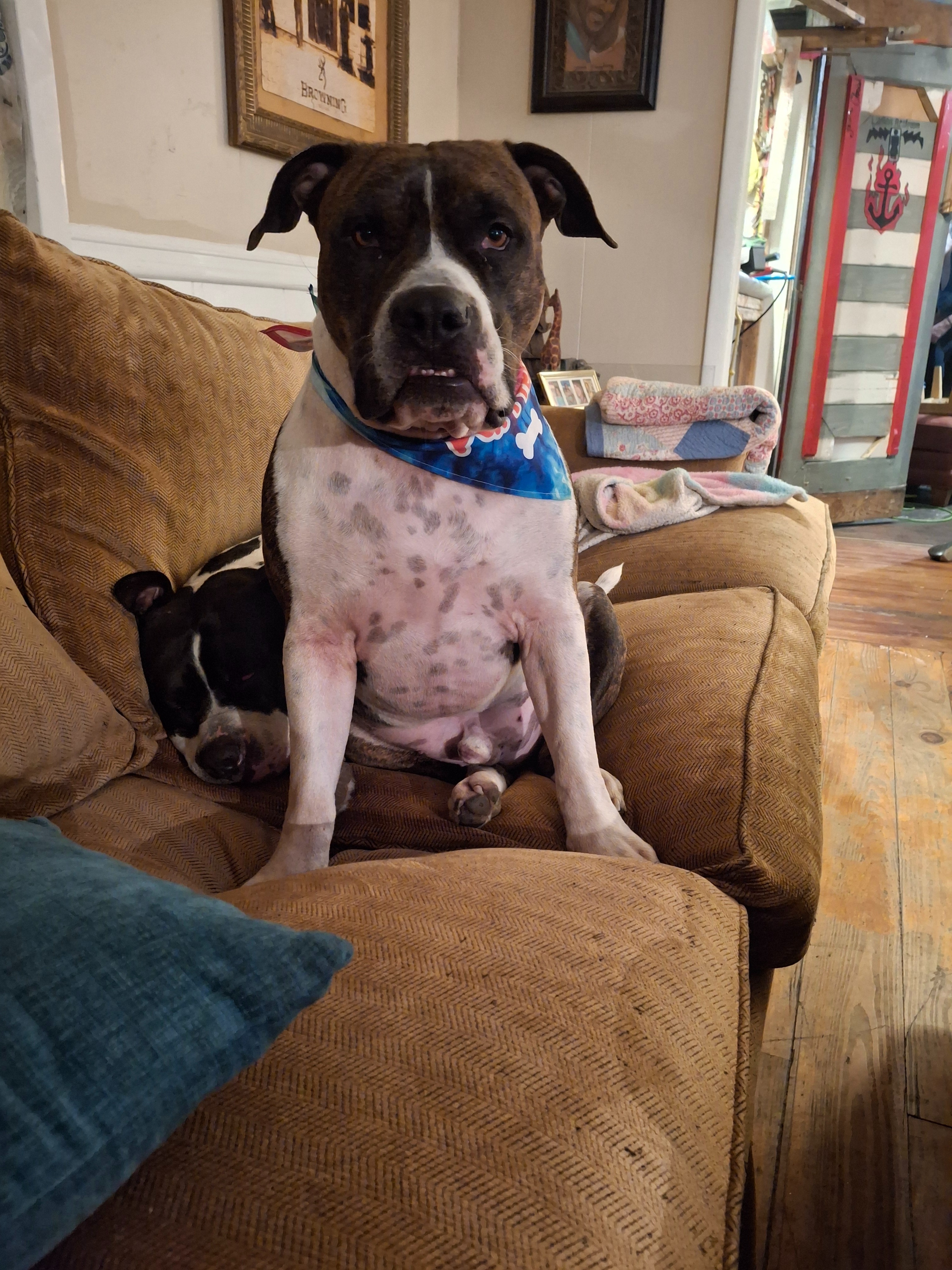 Help get Bruno shots, collar, and dental work done. campaign photo, 6 of 8