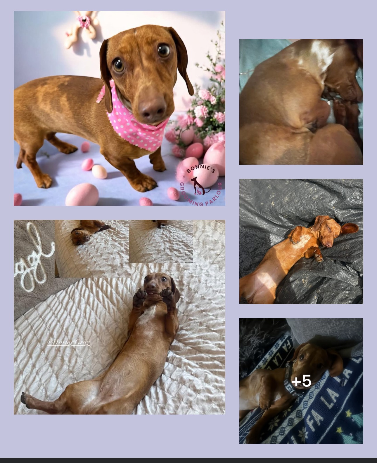 RIP our sunshine girl justice 4 Tilly n help k9 rural ranger campaign photo, 5 of 6