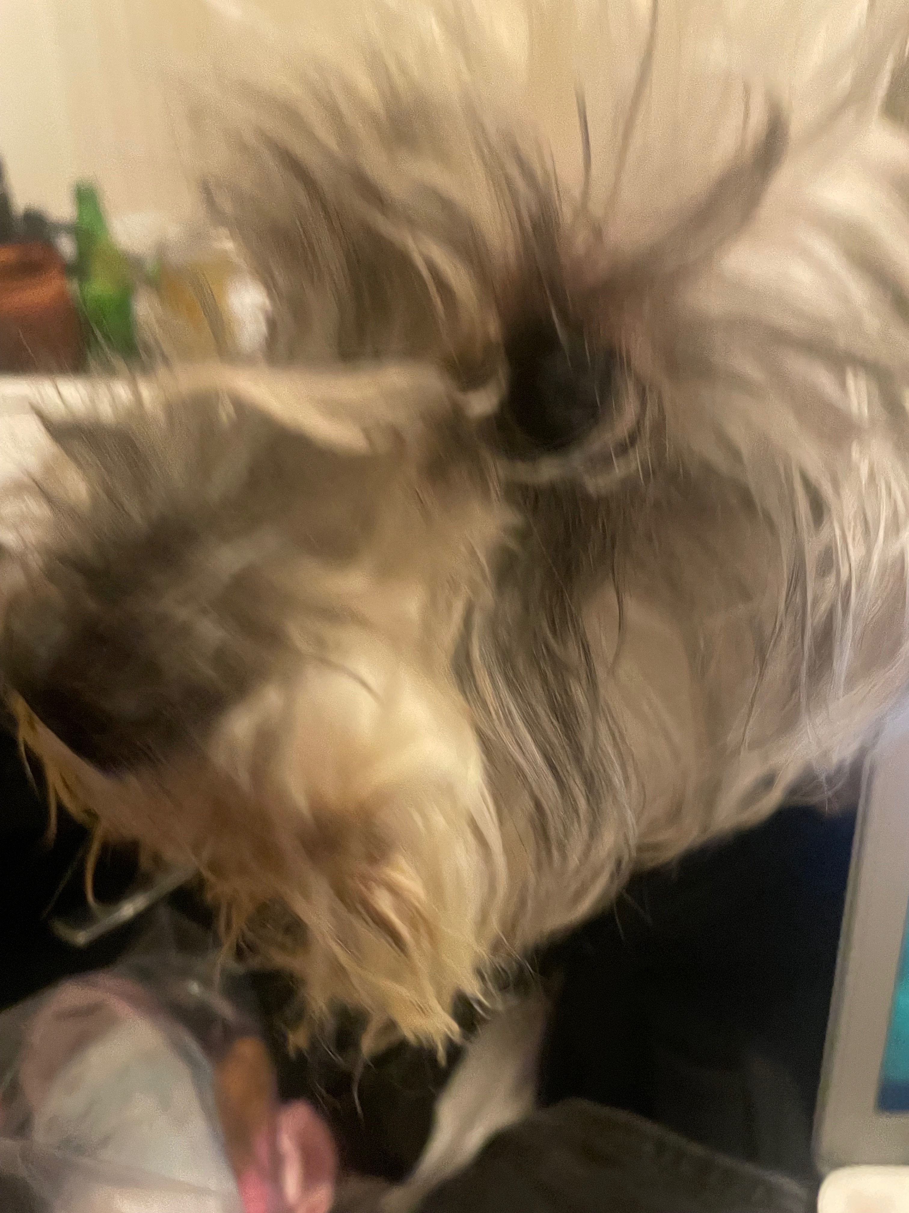 Fundraiser by nevaeh martinez : Urgent Help for Delilah's Life