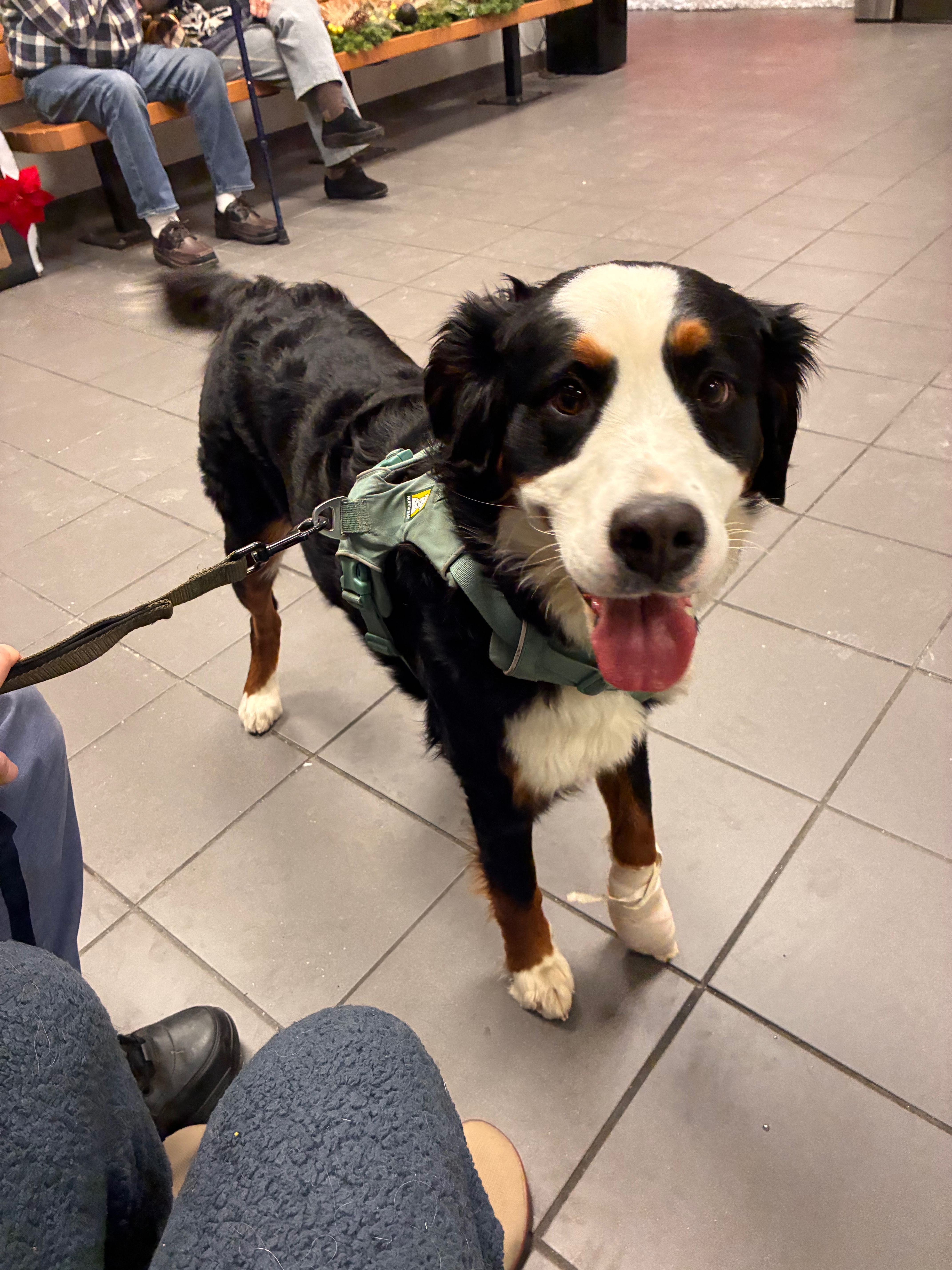 Getting back on track and Vet Bills campaign photo, 2 of 6