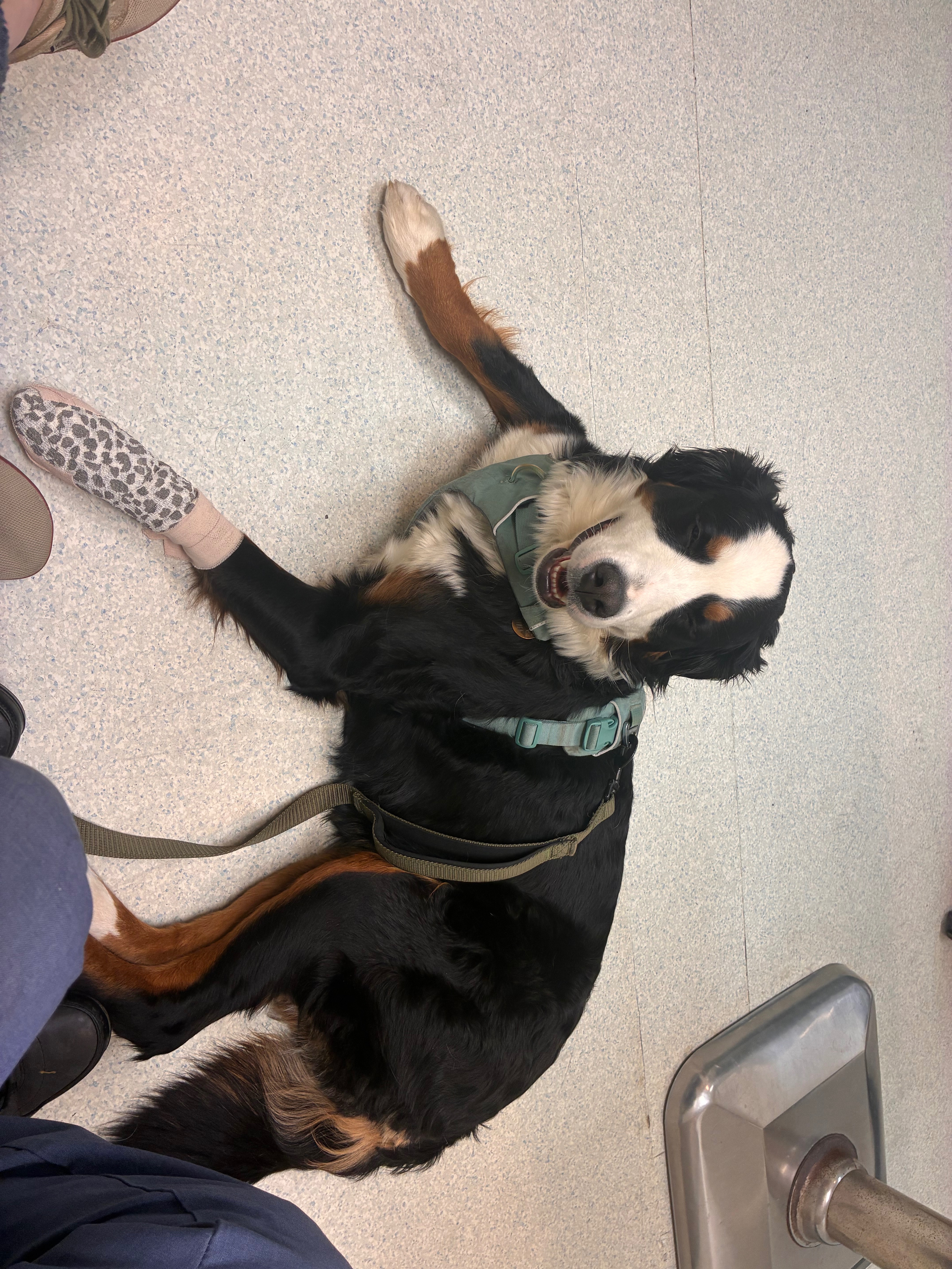 Getting back on track and Vet Bills campaign photo, 4 of 6