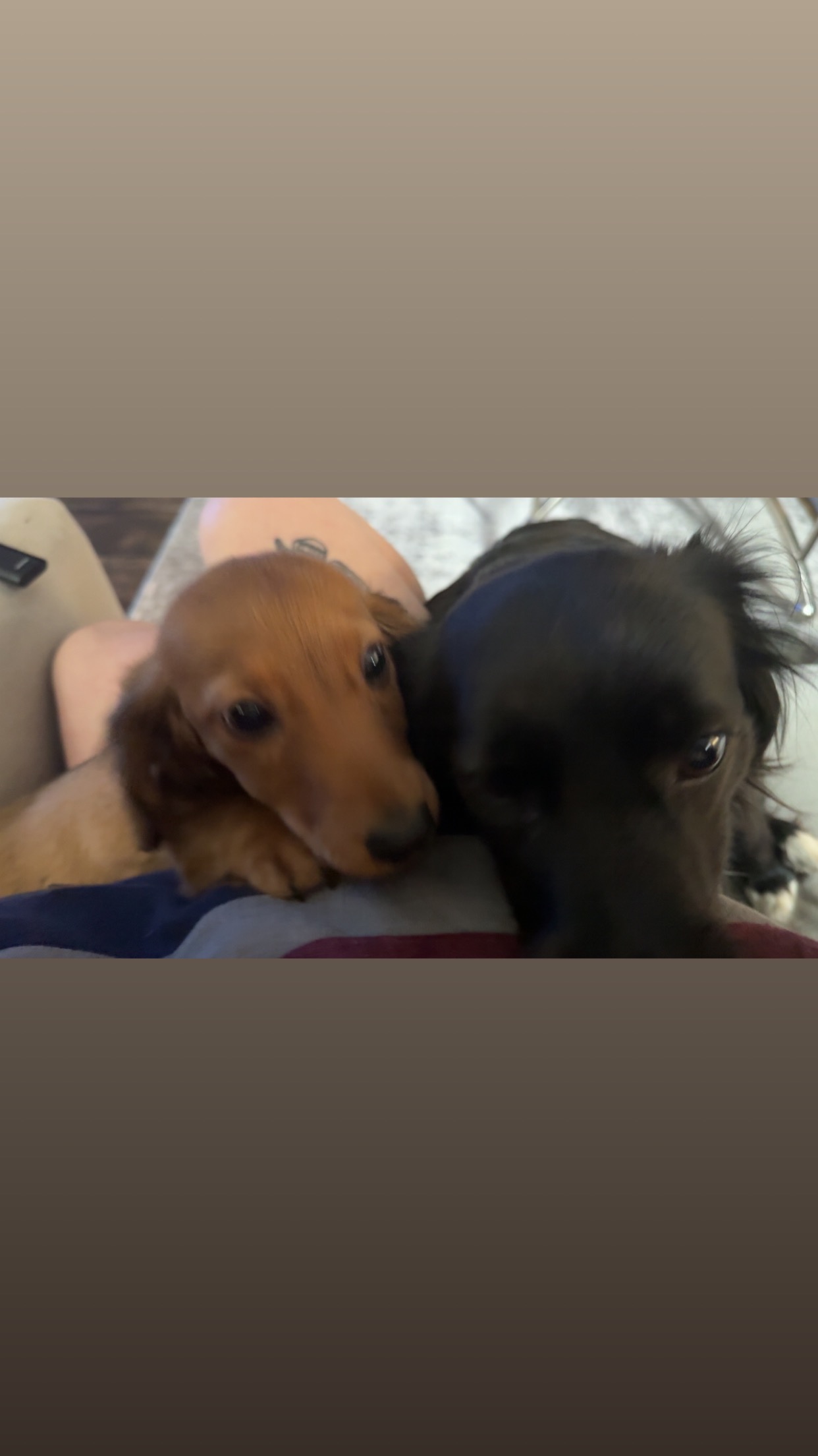 Support Rosie’s Emergency Vet Care campaign photo, 5 of 8