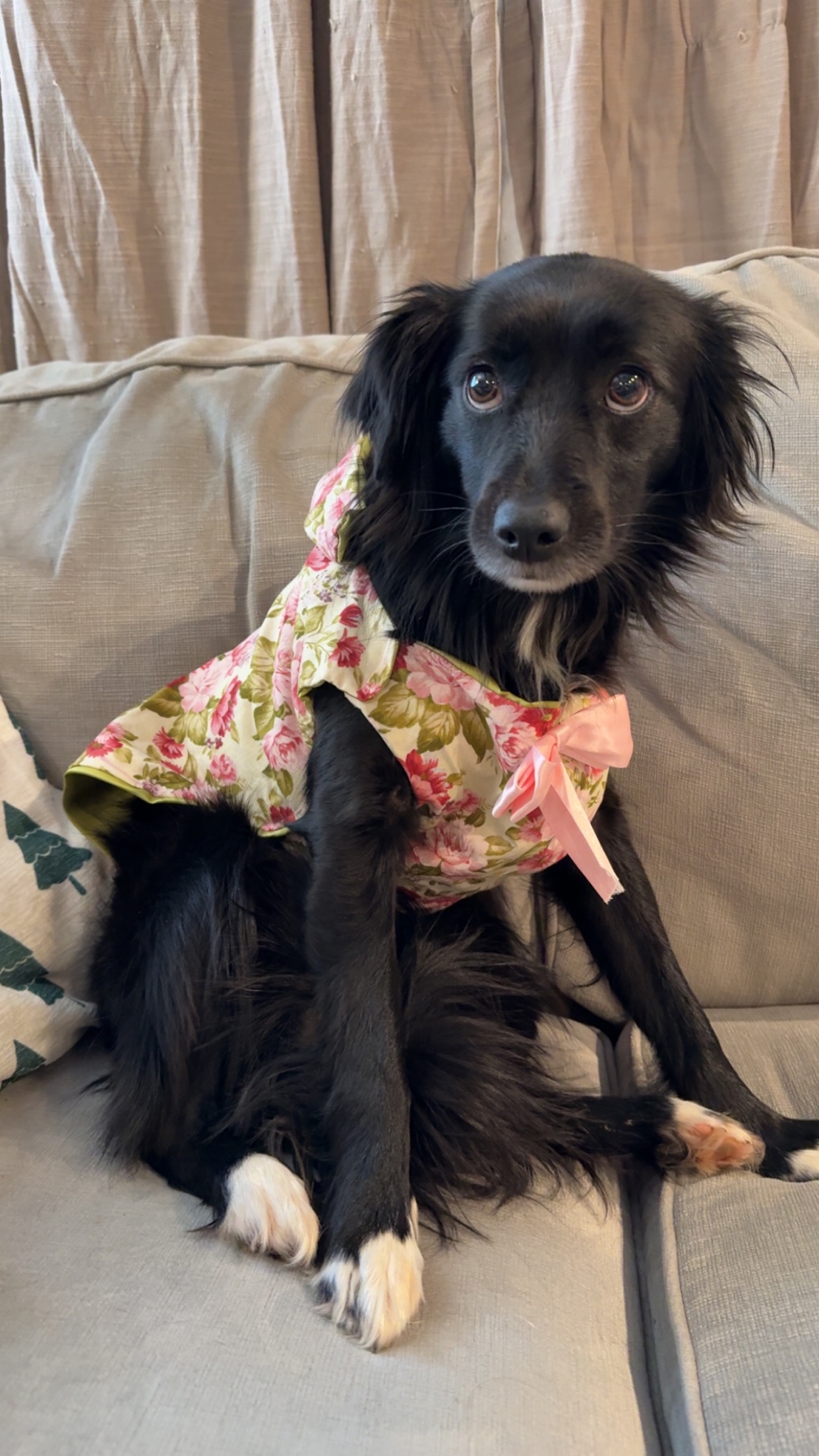 Support Rosie’s Emergency Vet Care campaign photo, 6 of 8