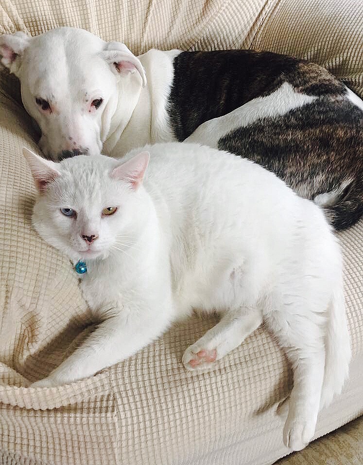 Help Save Ezra: Emergency Vet Care campaign photo, 7 of 8