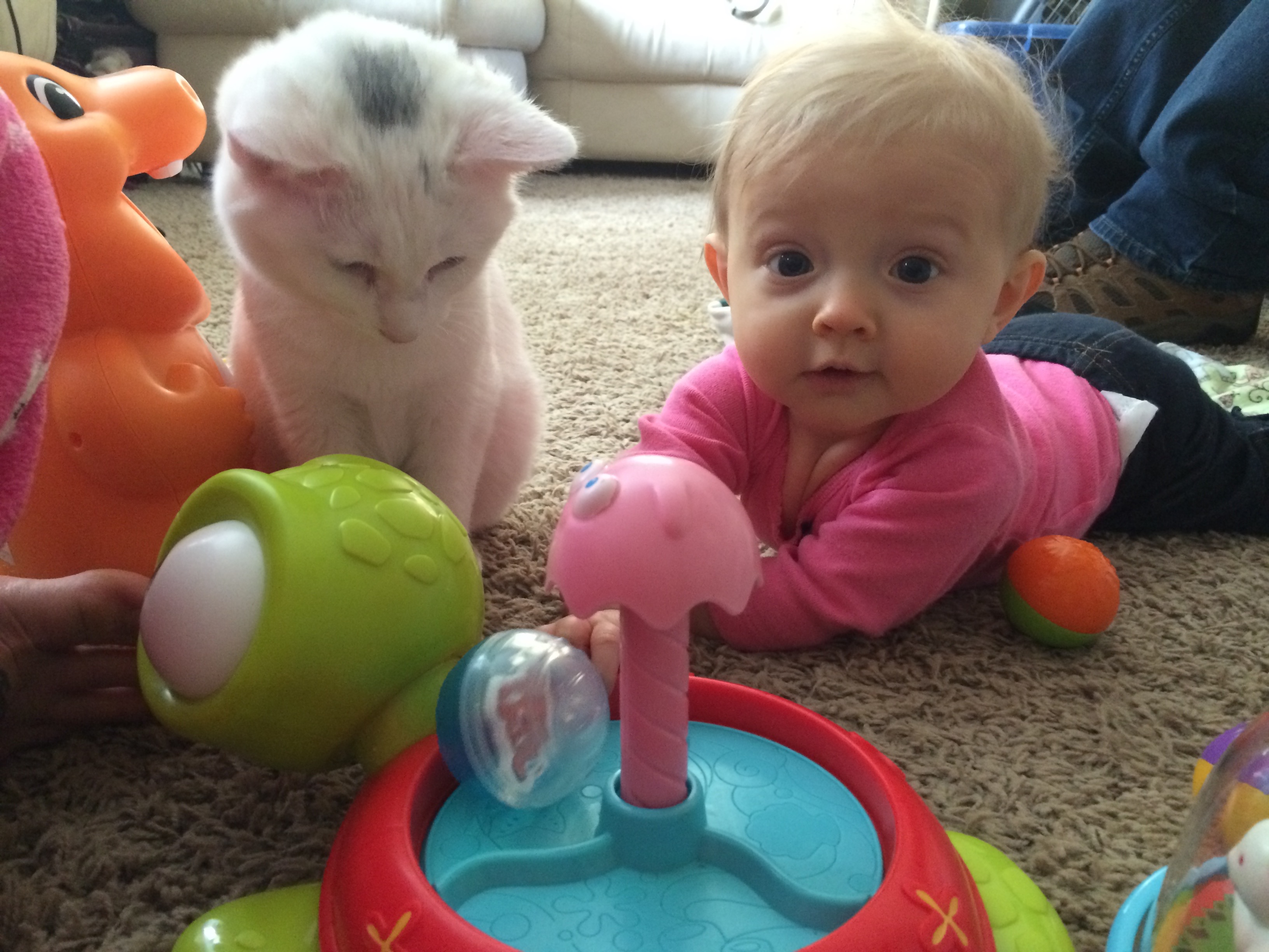 Help Save Ezra: Emergency Vet Care campaign photo, 4 of 8