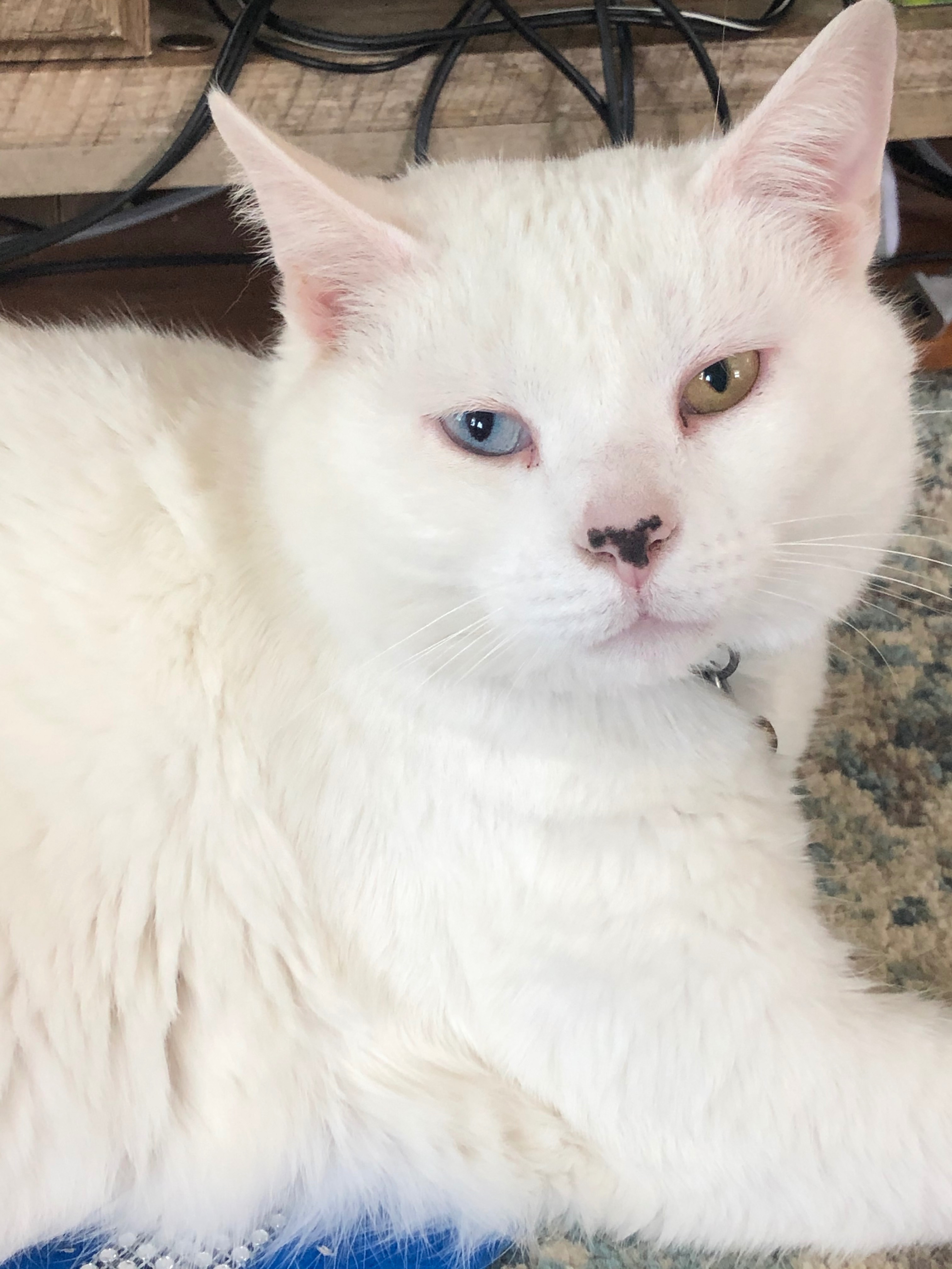 Help Save Ezra: Emergency Vet Care campaign photo, 2 of 8