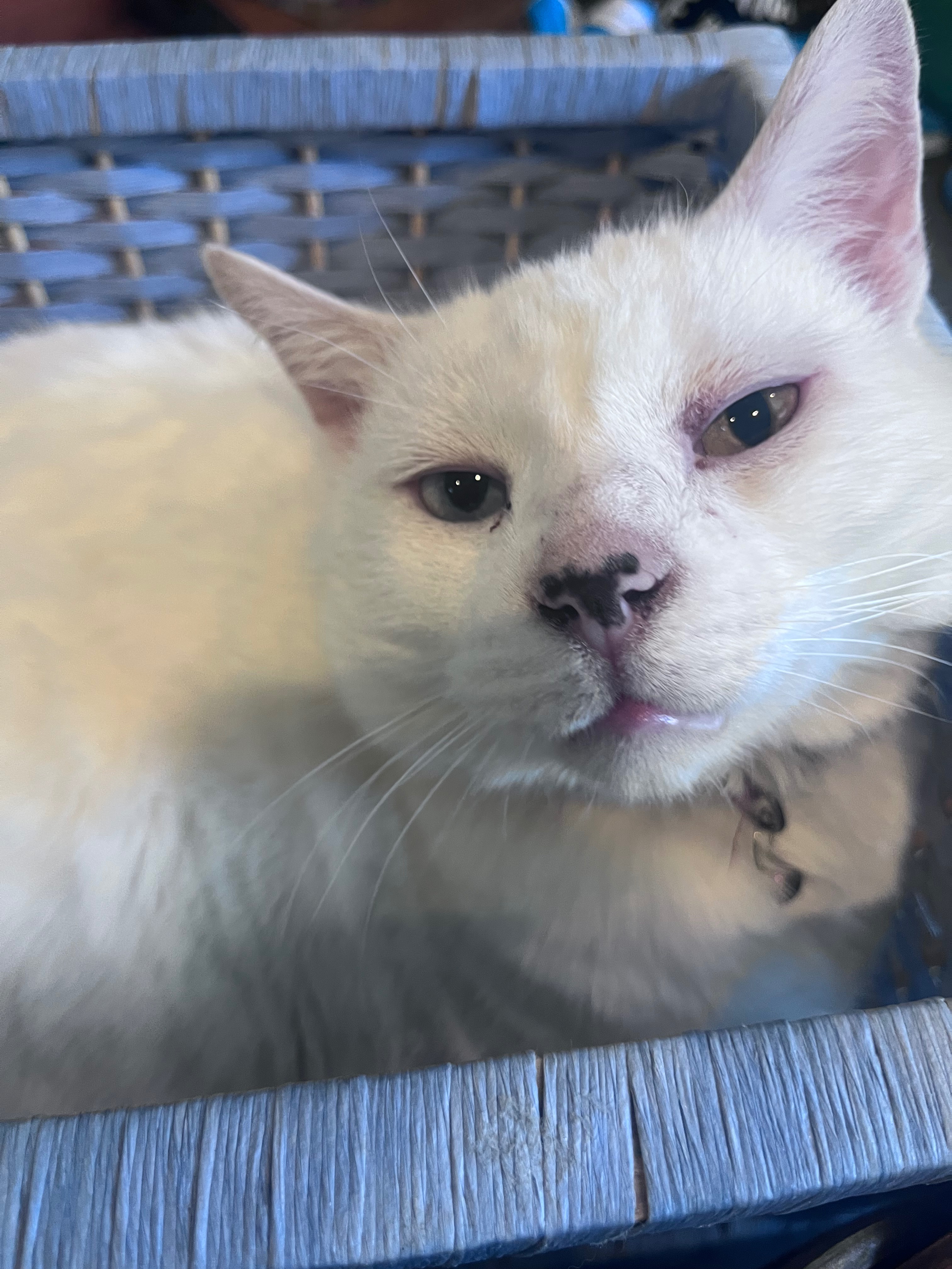 Help Save Ezra: Emergency Vet Care campaign photo, 5 of 8