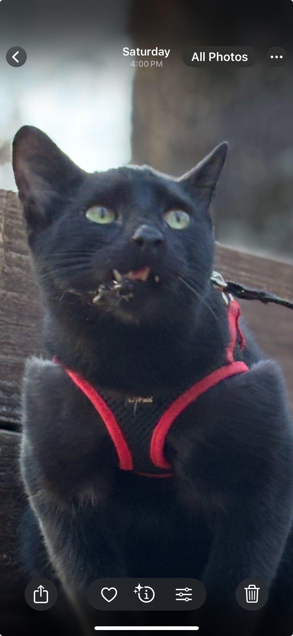 Help briar fix his broken jaw campaign photo, 2 of 8