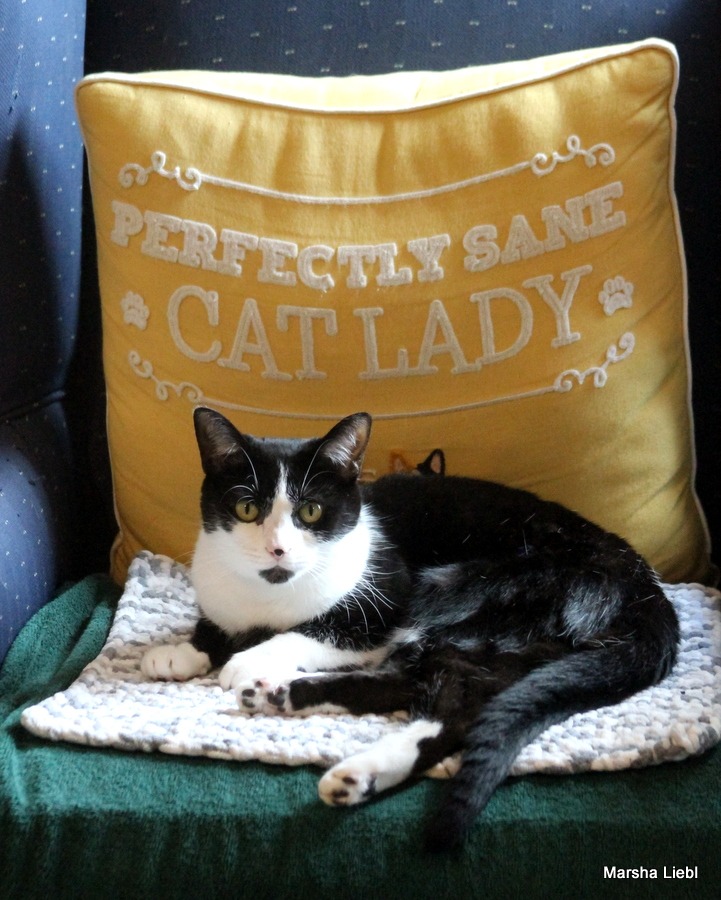 Oreo Needs Your Help! campaign photo, 4 of 4