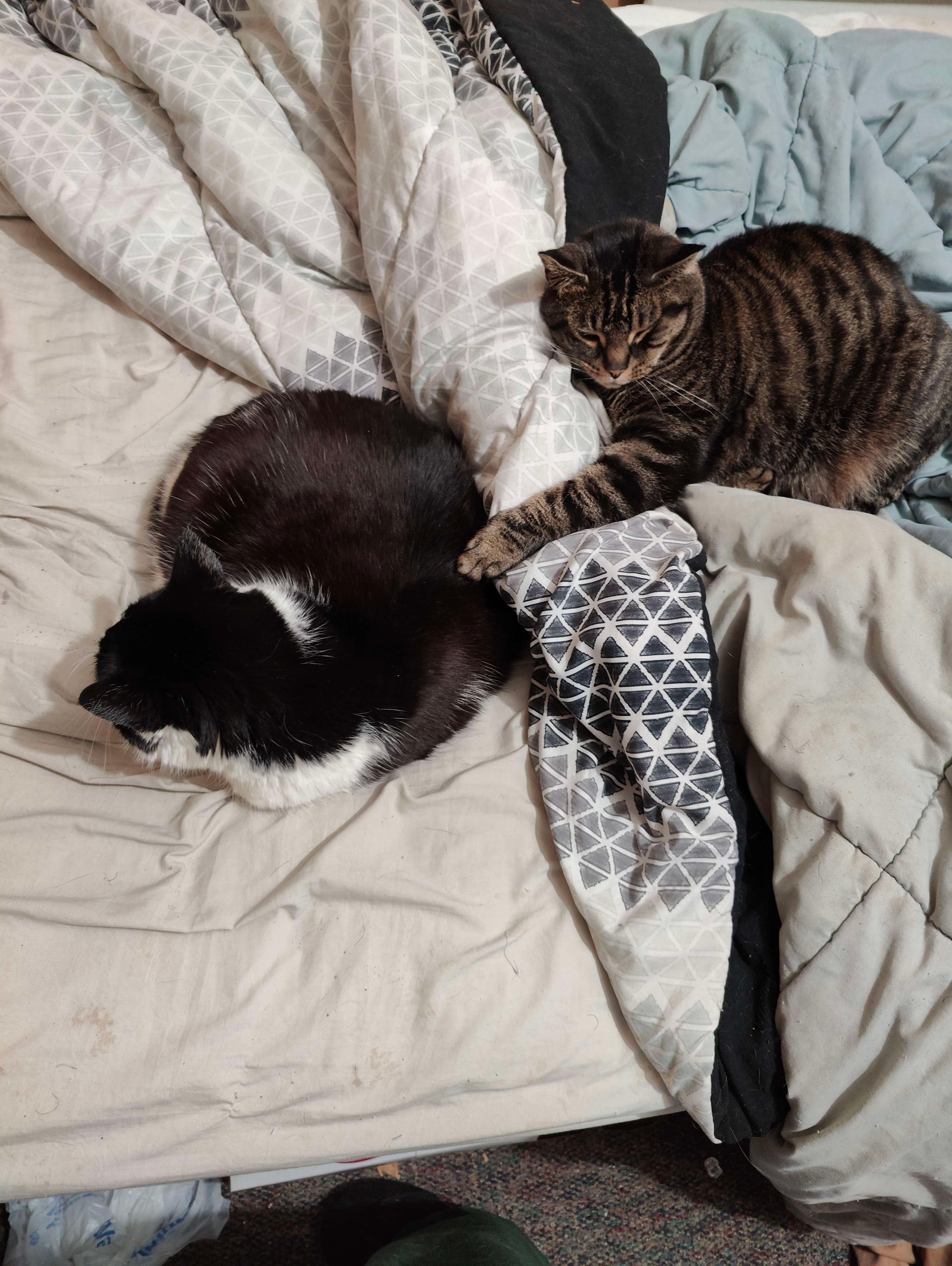 Help Me and My Cats Find Safe Shelter campaign photo, 2 of 4