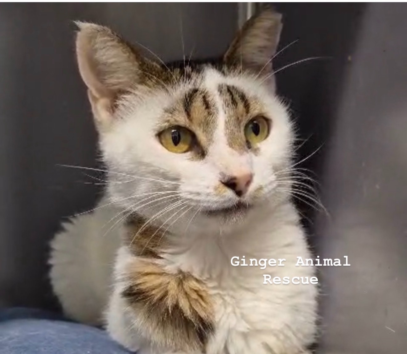 Support Life-Saving Care for Ginger Animal Rescue campaign photo, 5 of 6