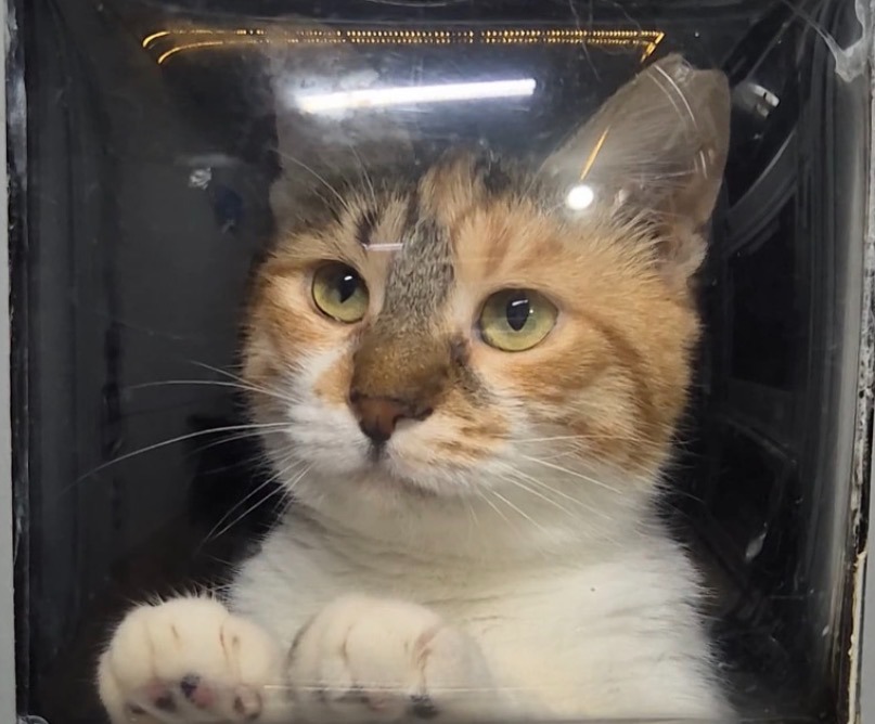 Support Life-Saving Care for Ginger Animal Rescue campaign photo, 4 of 6