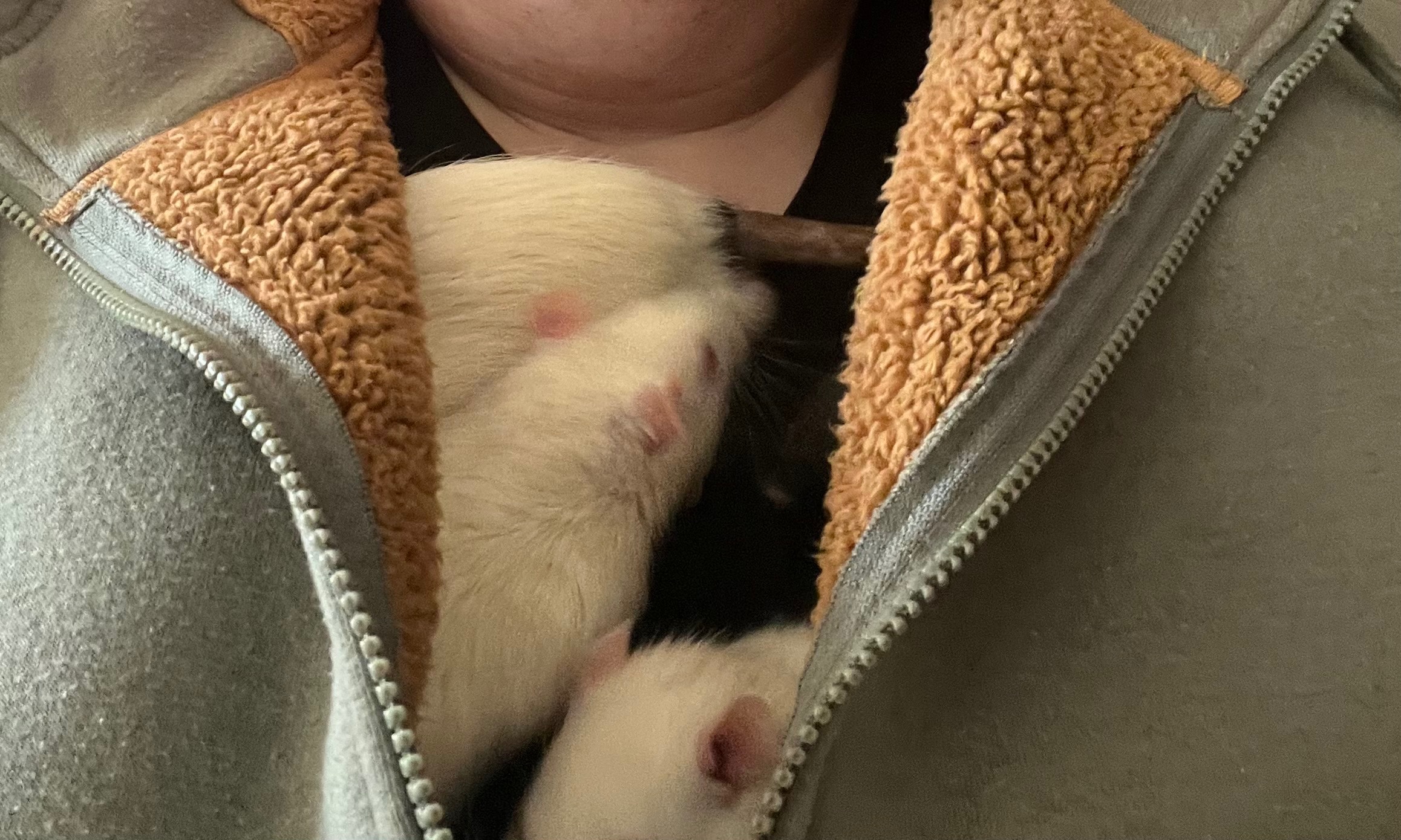 Help Carlie Save Her Mischief of Adopted Rats campaign photo, 2 of 5
