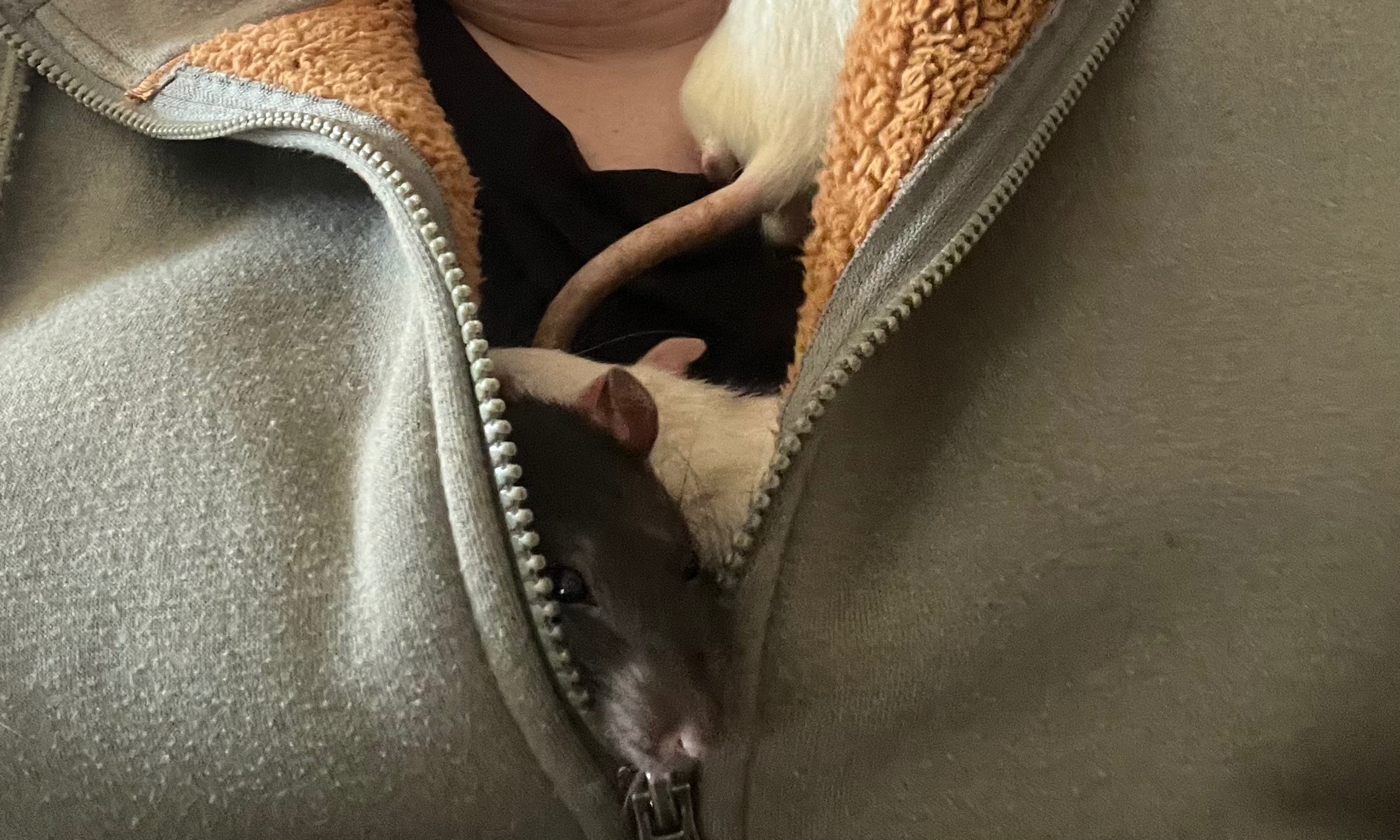 Help Carlie Save Her Mischief of Adopted Rats campaign photo, 4 of 5