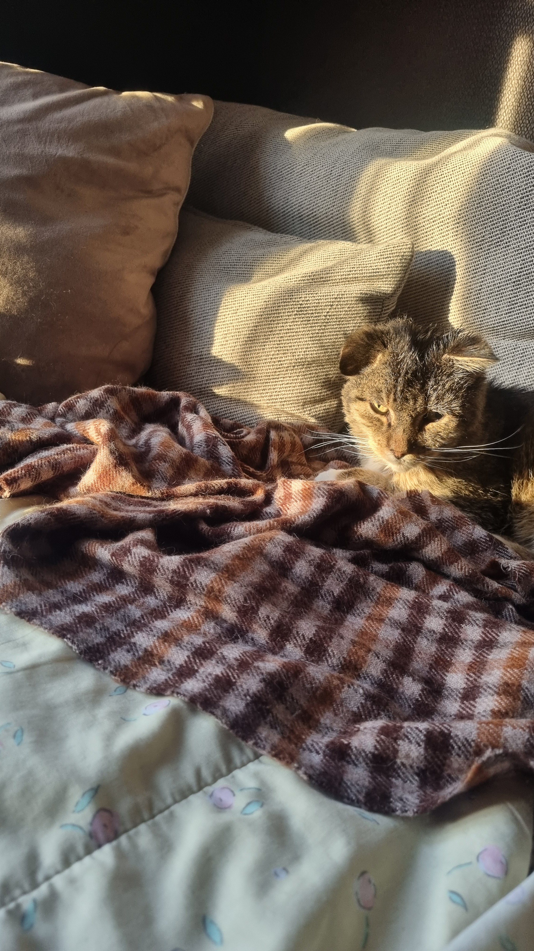 Bubur's vet fees campaign photo, 5 of 7