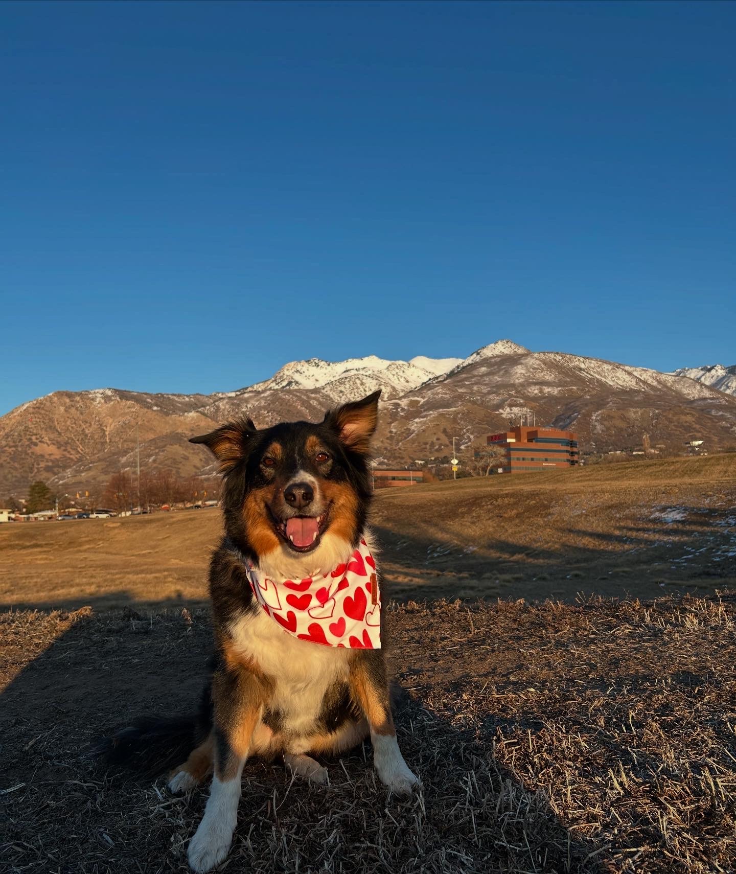 Help Save Niko: Urgent Surgery for My Best Friend campaign photo, 7 of 8