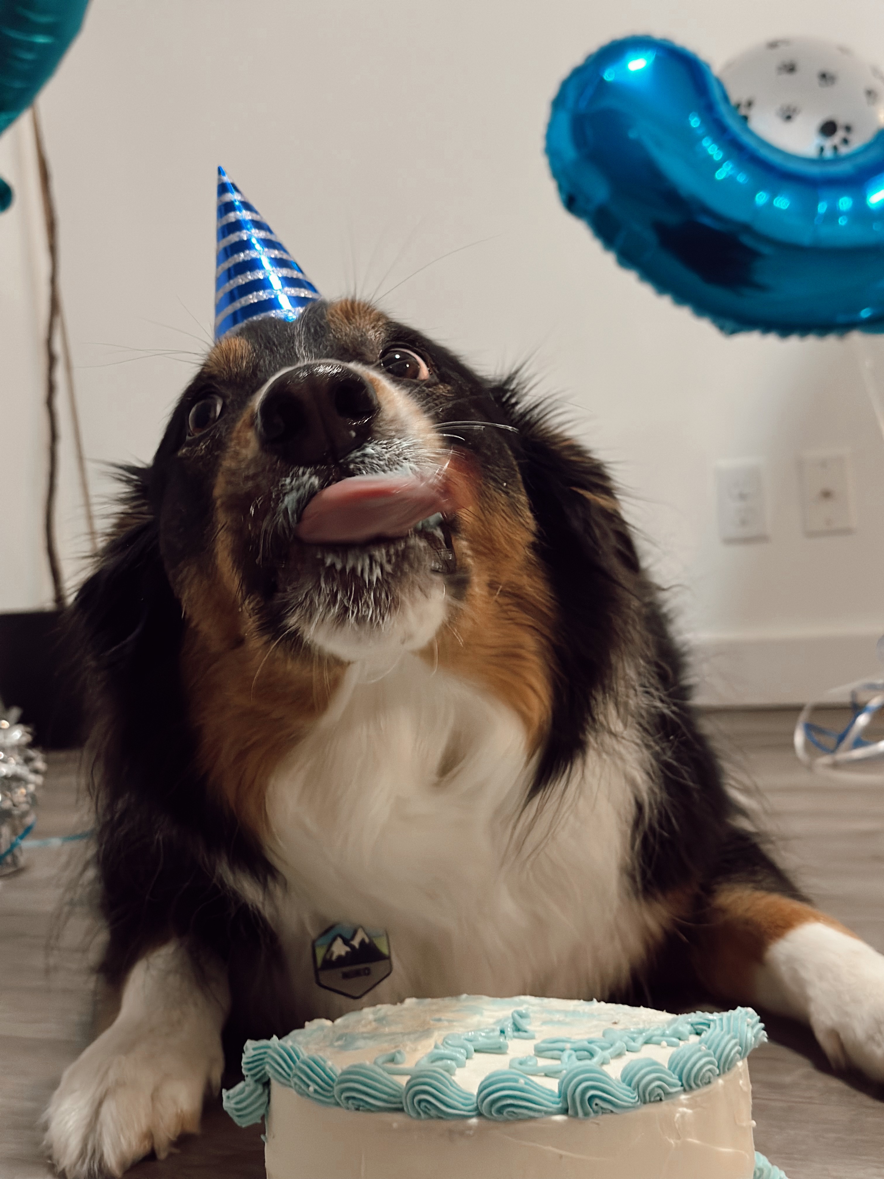 Help Save Niko: Urgent Surgery for My Best Friend campaign photo, 2 of 8