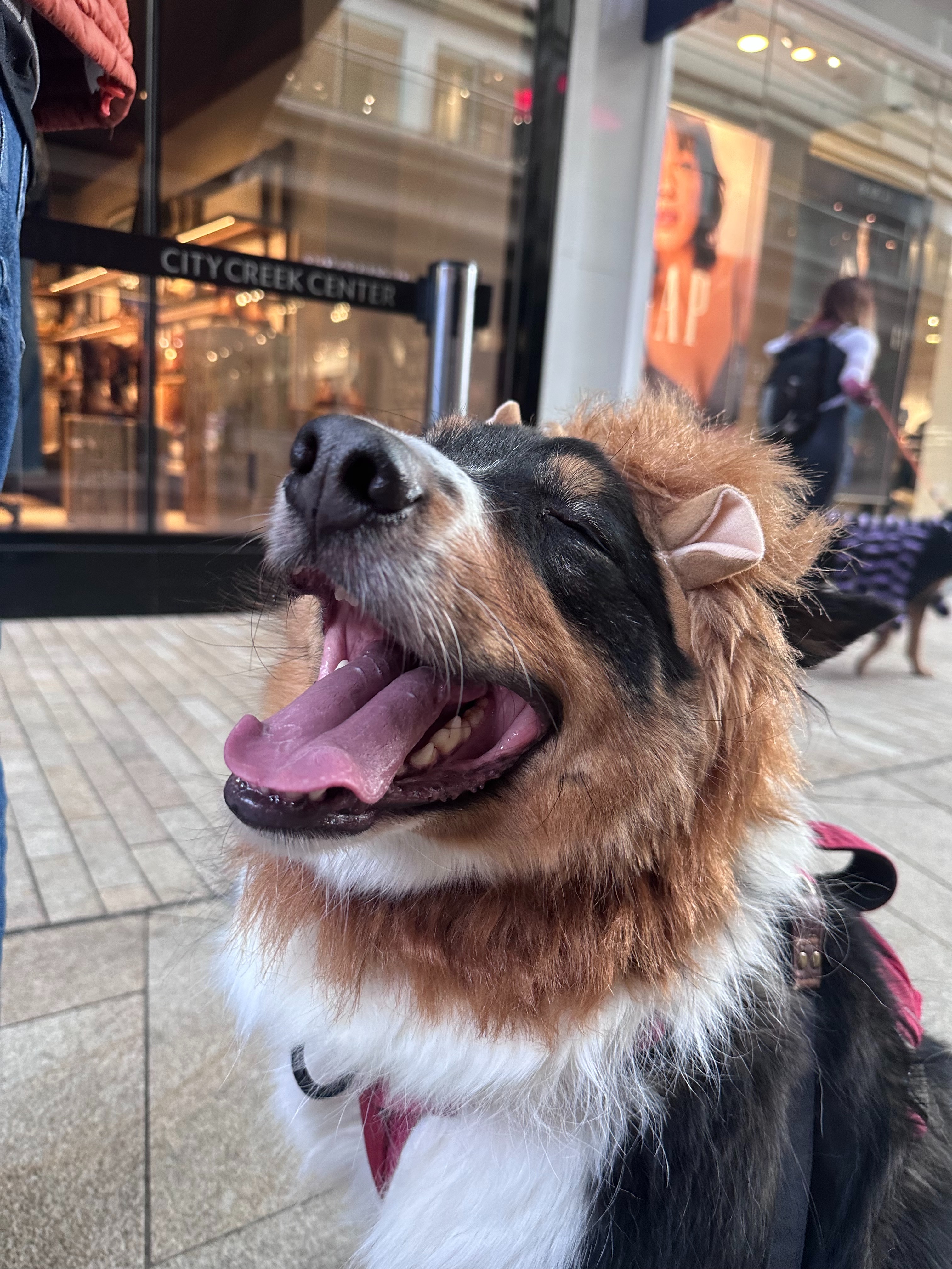 Help Save Niko: Urgent Surgery for My Best Friend campaign photo, 4 of 8