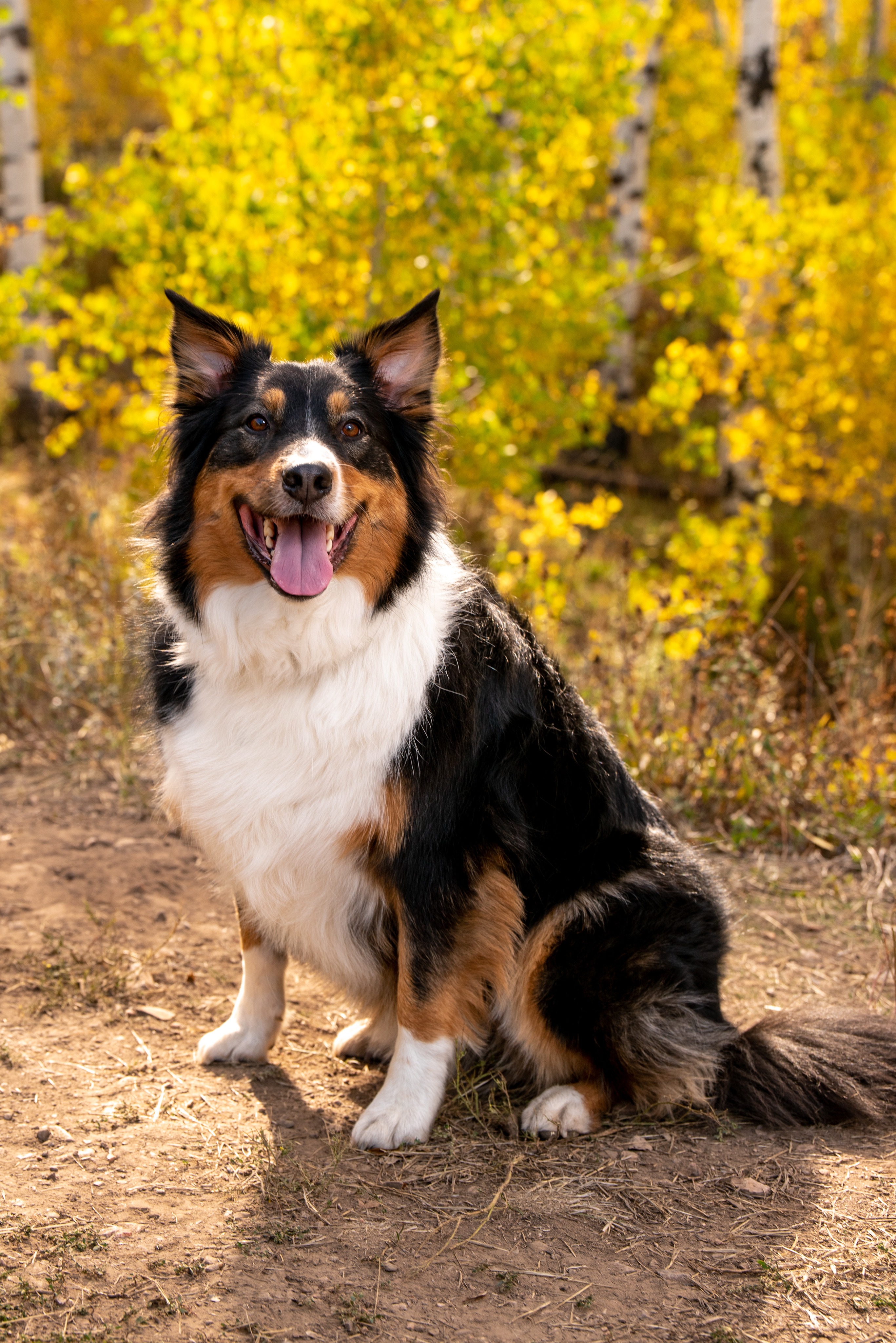 Help Save Niko: Urgent Surgery for My Best Friend campaign photo, 5 of 8