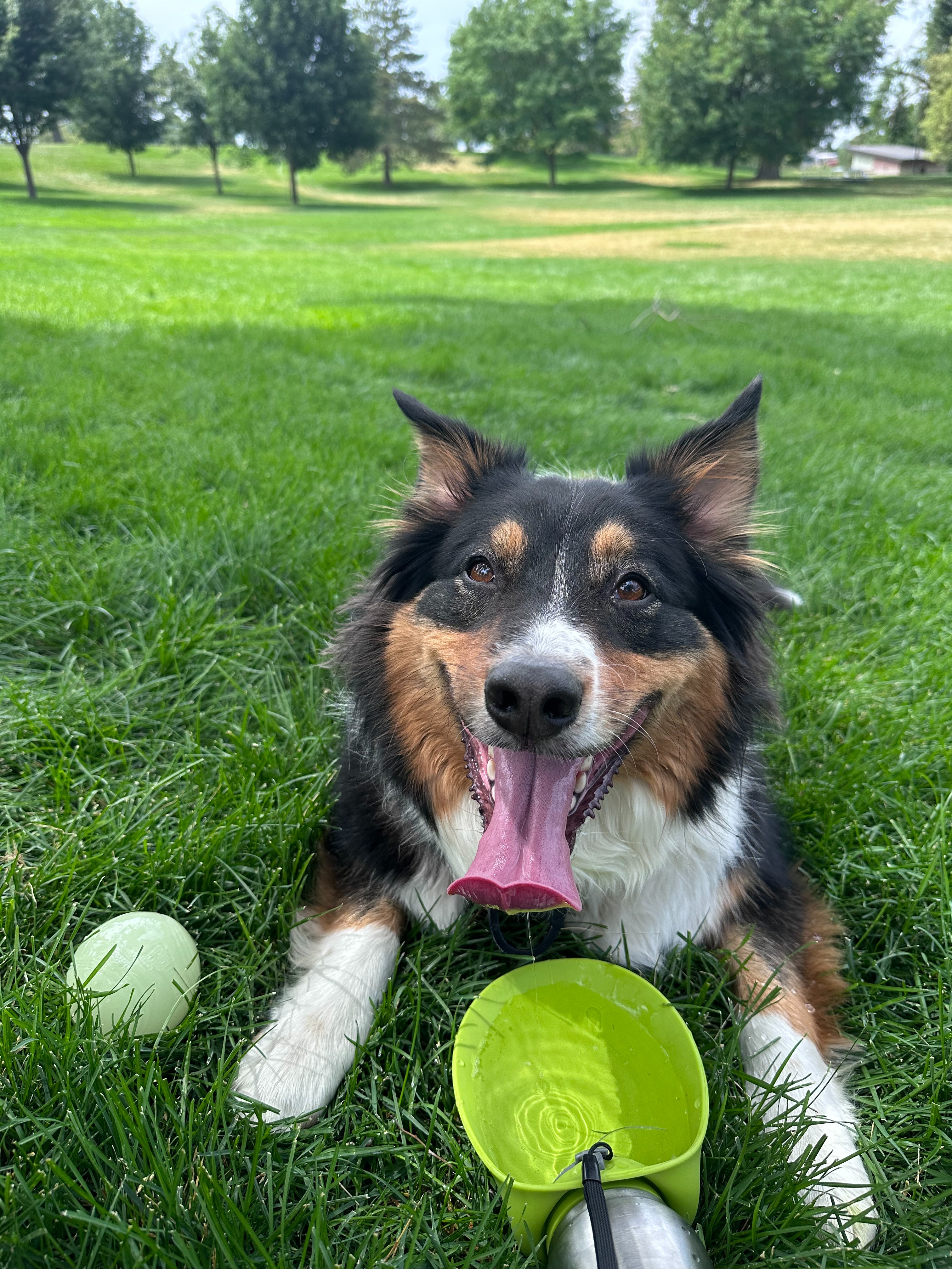 Help Save Niko: Urgent Surgery for My Best Friend campaign photo, 6 of 8