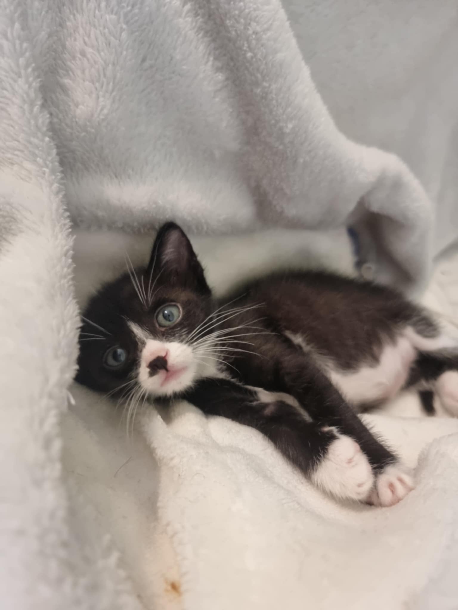 Heart4Cats TNR campaign photo, 4 of 8