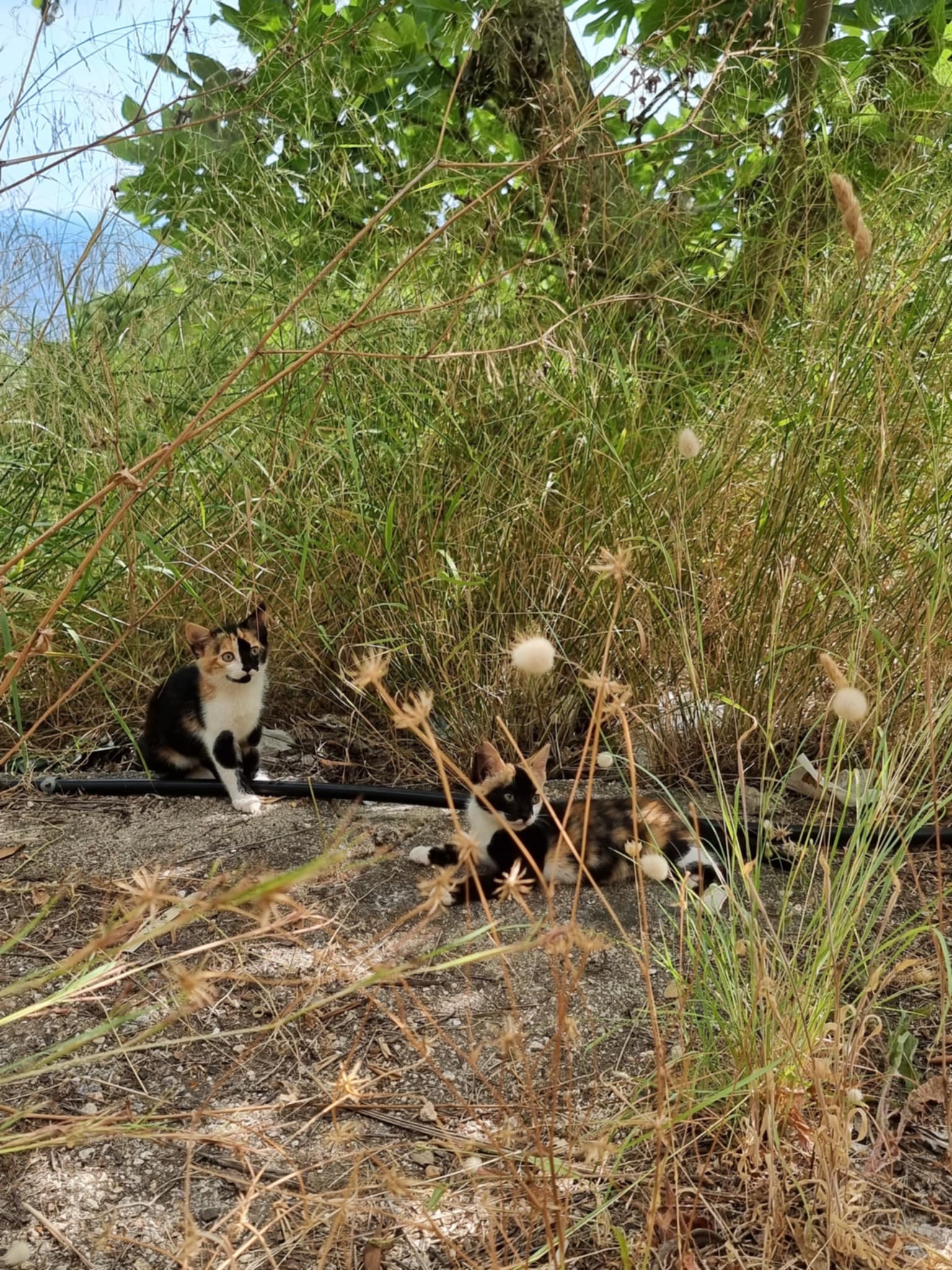 Heart4Cats TNR campaign photo, 5 of 8