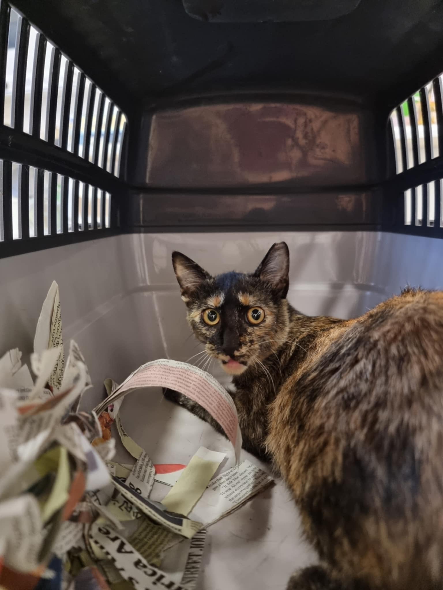 Heart4Cats TNR campaign photo, 6 of 8