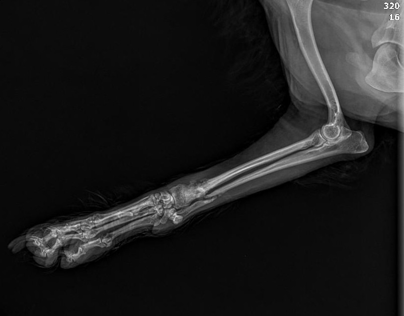 "Please don't let them take my leg" campaign photo, 5 of 8