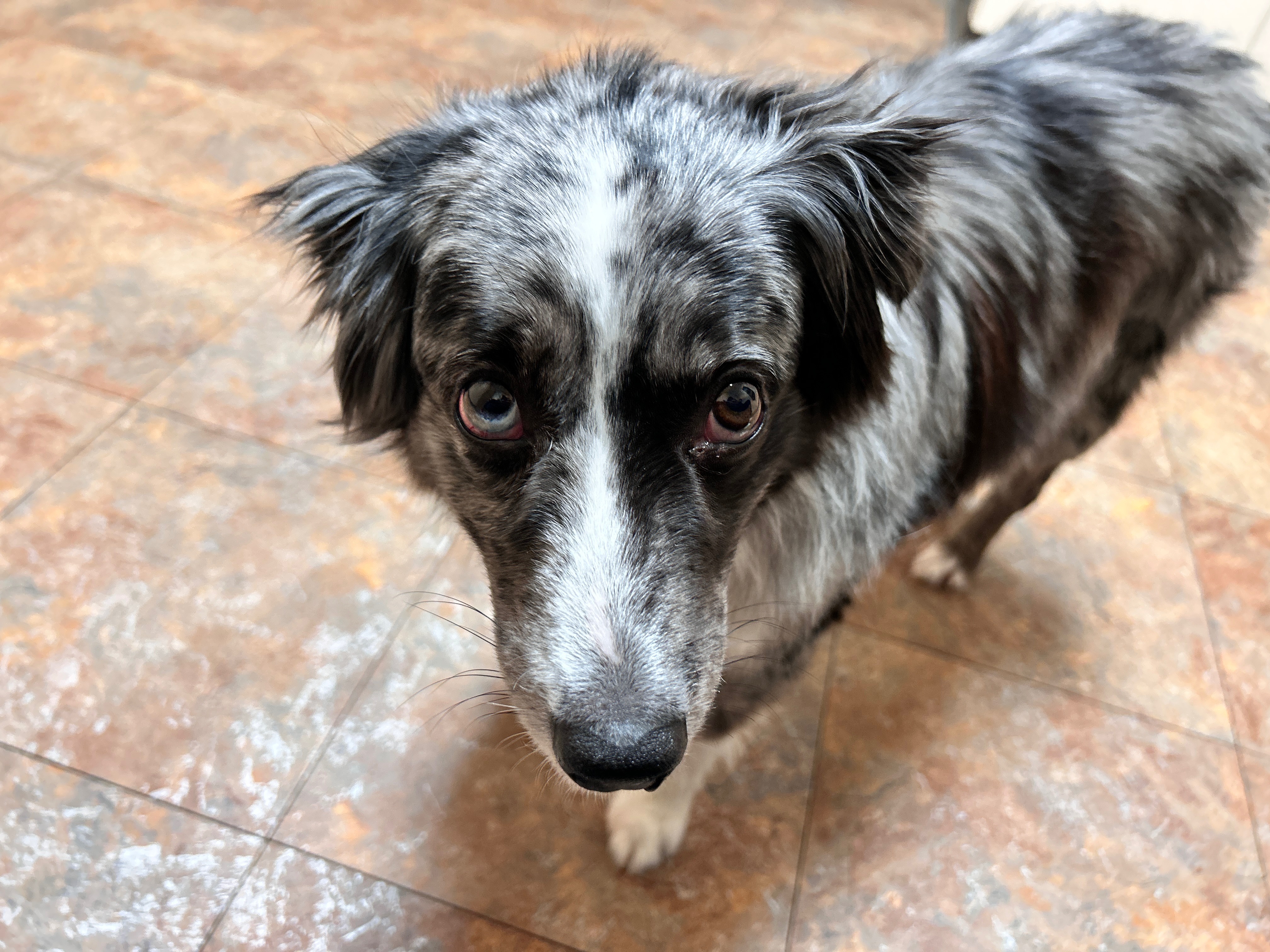 Help Save Lily: Emergency Care & Surgery for Our Beloved Dog campaign photo, 4 of 5