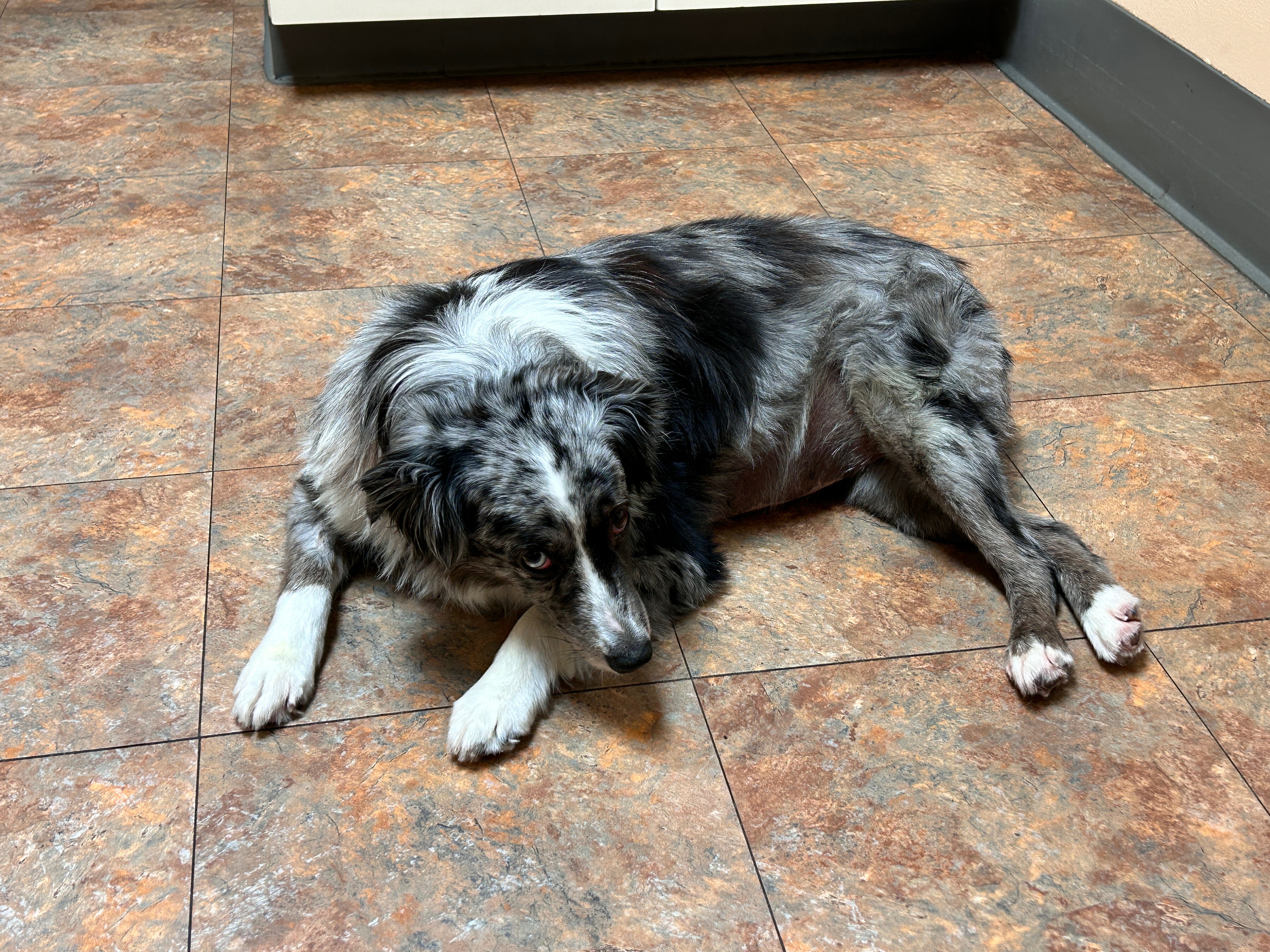 Help Save Lily: Emergency Care & Surgery for Our Beloved Dog campaign photo, 2 of 5