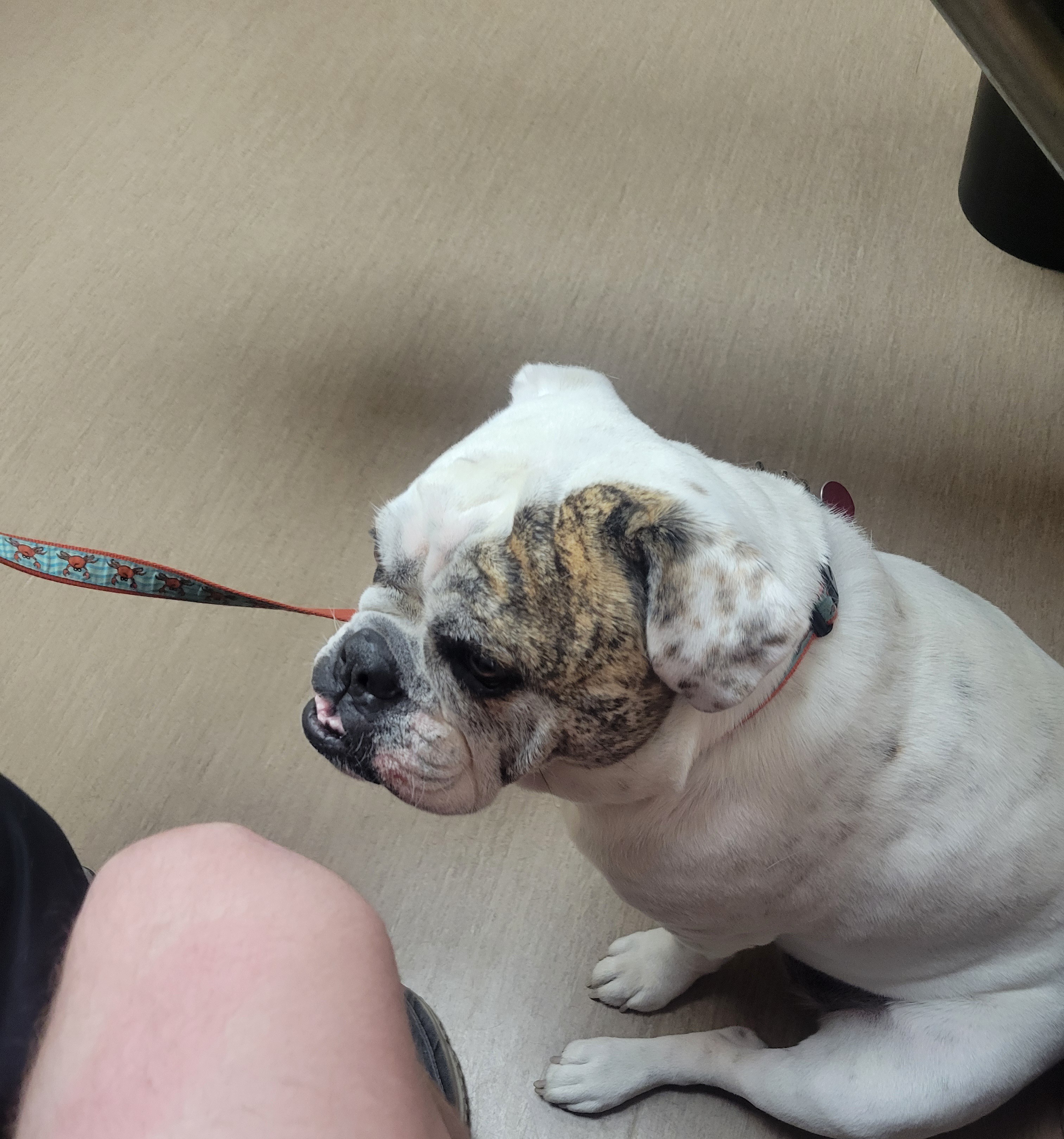 Support Lilo’s Surgery for a Happy, Pain-Free Life campaign photo, 2 of 8