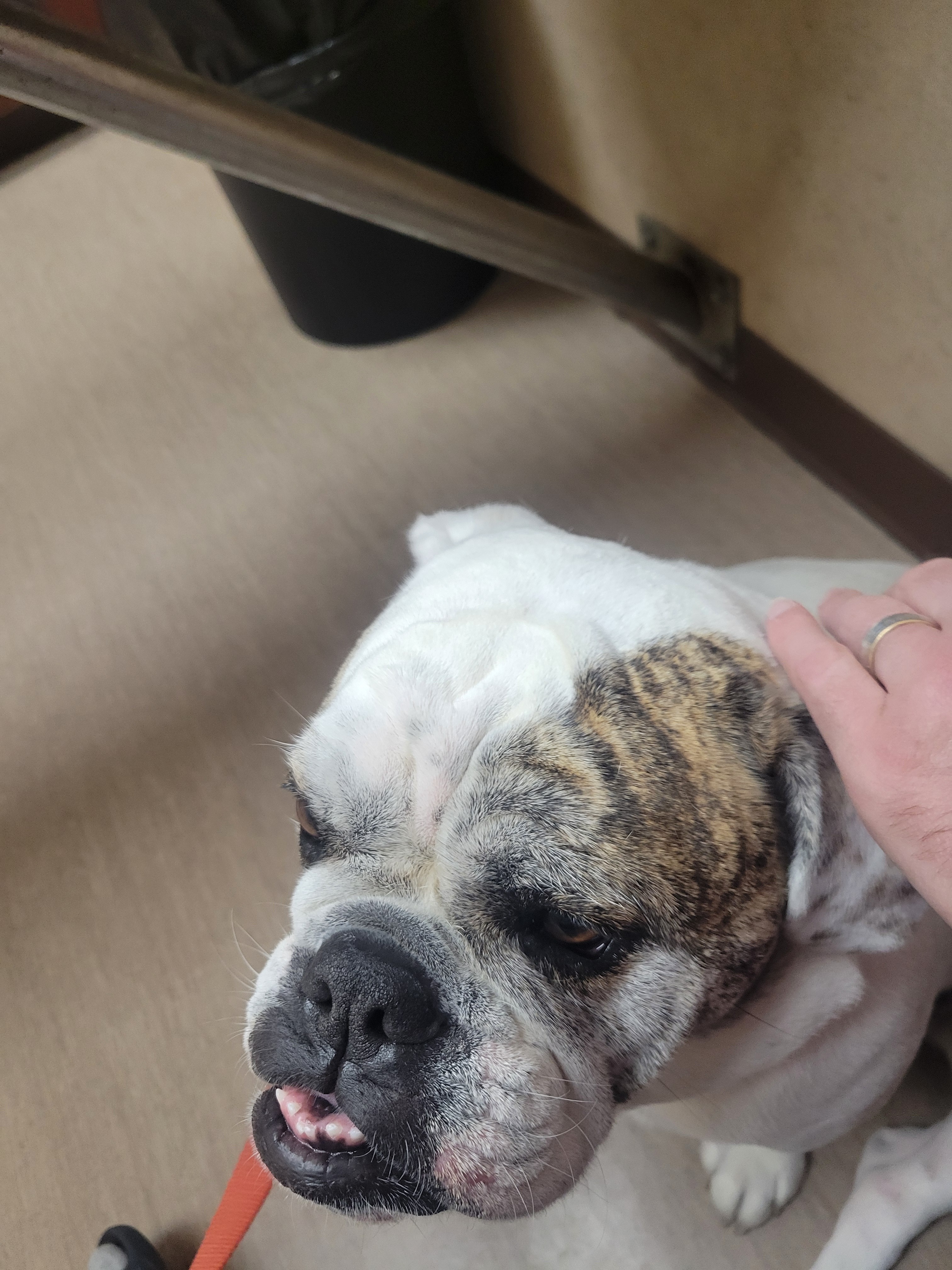 Support Lilo’s Surgery for a Happy, Pain-Free Life campaign photo, 4 of 8