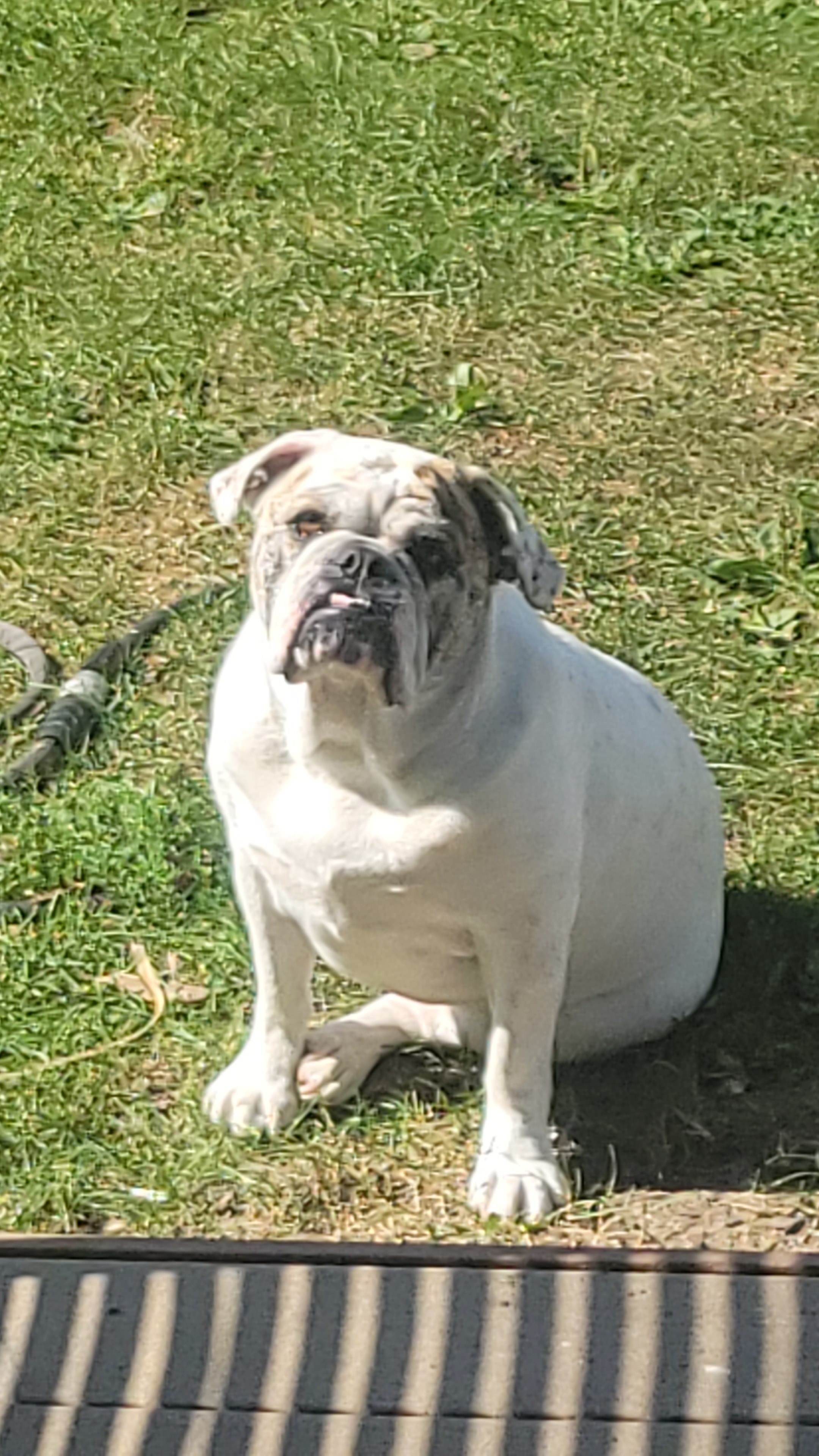 Support Lilo’s Surgery for a Happy, Pain-Free Life campaign photo, 6 of 8