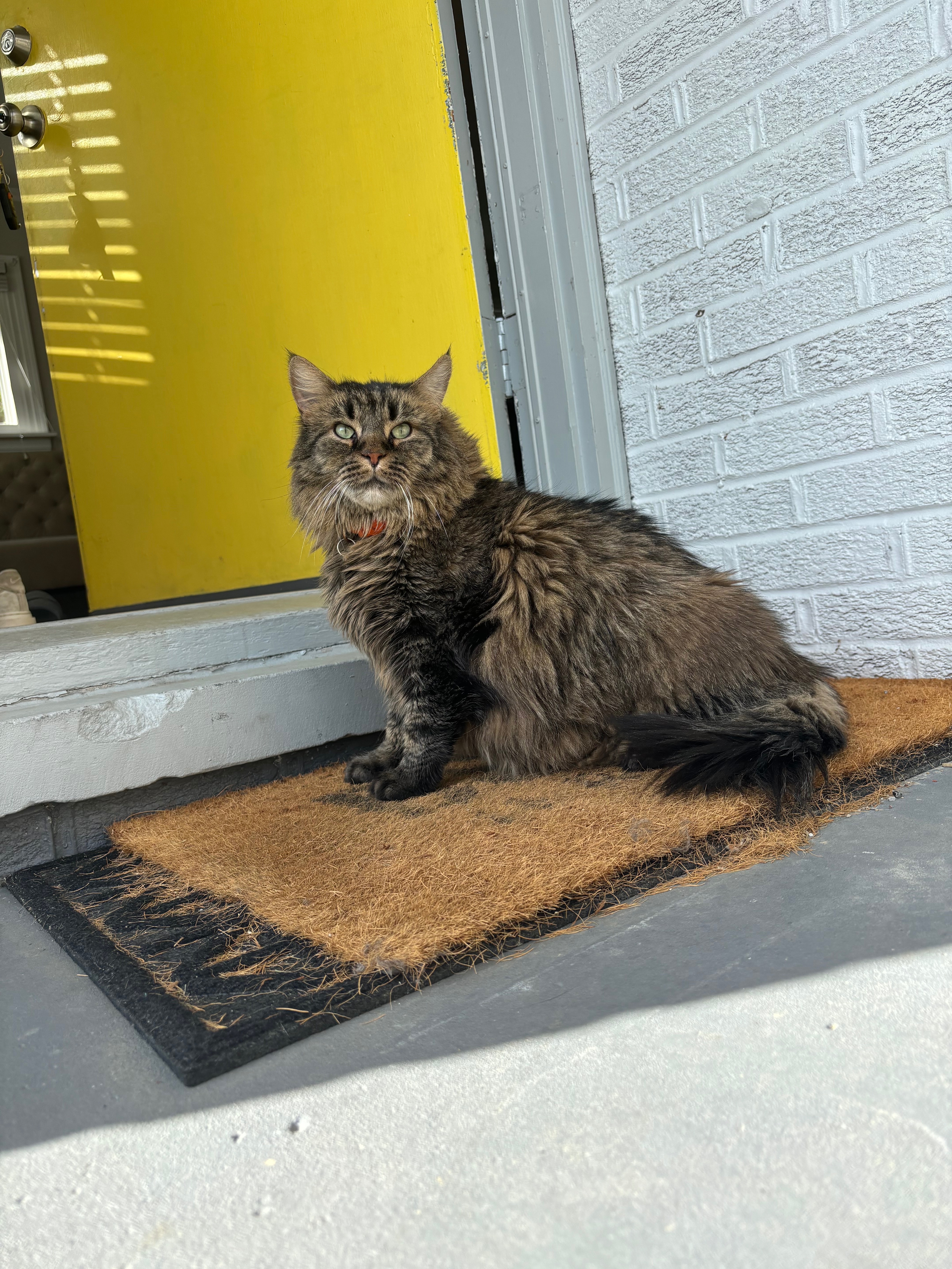 Help Save Simba: Emergency Vet Care campaign photo, 5 of 8