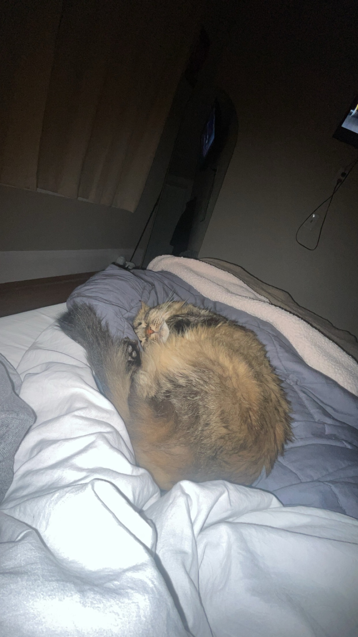 Help Save Simba: Emergency Vet Care campaign photo, 6 of 8