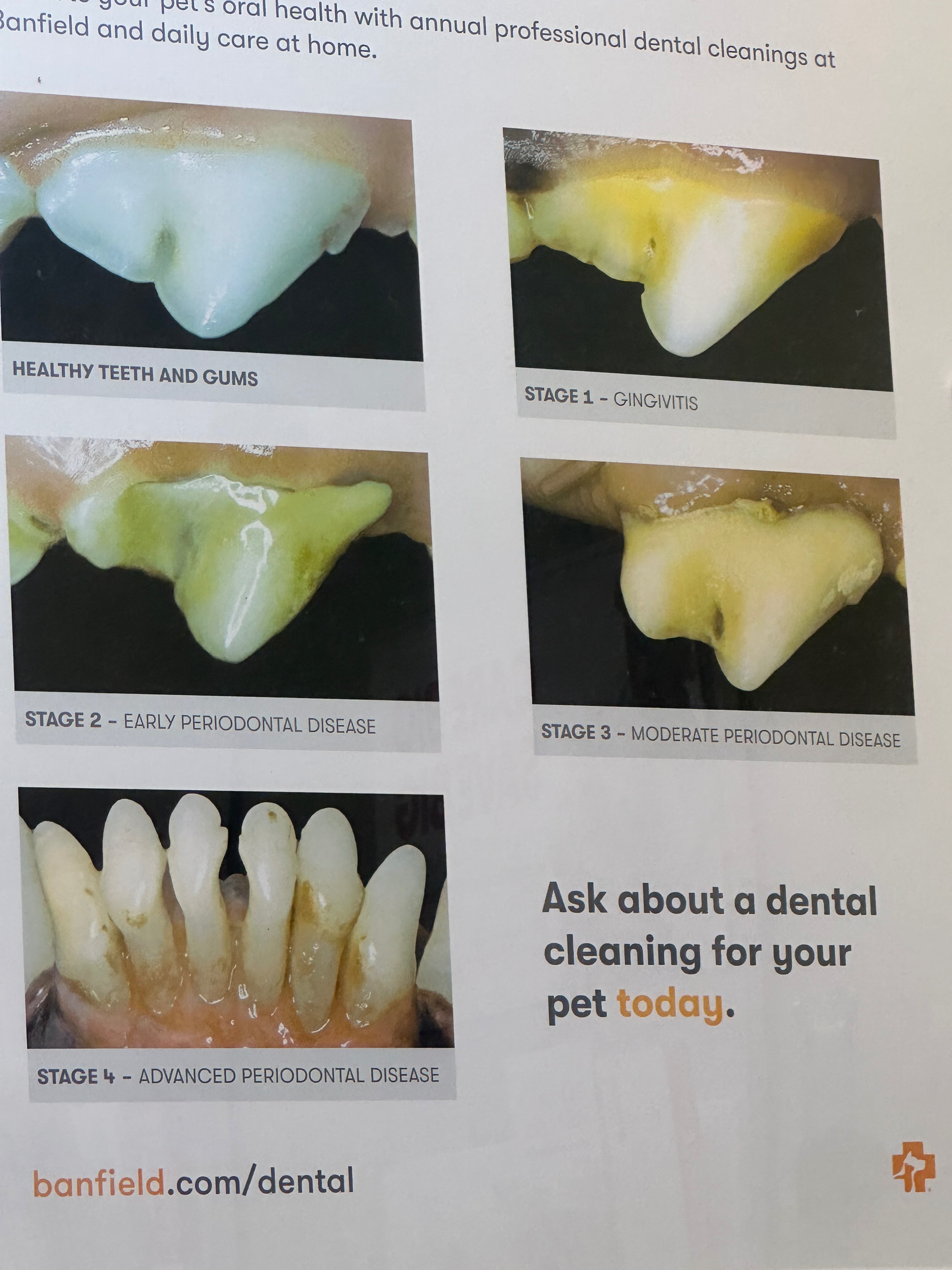 Help Egg Get Life-Saving Dental Surgery campaign photo, 5 of 6
