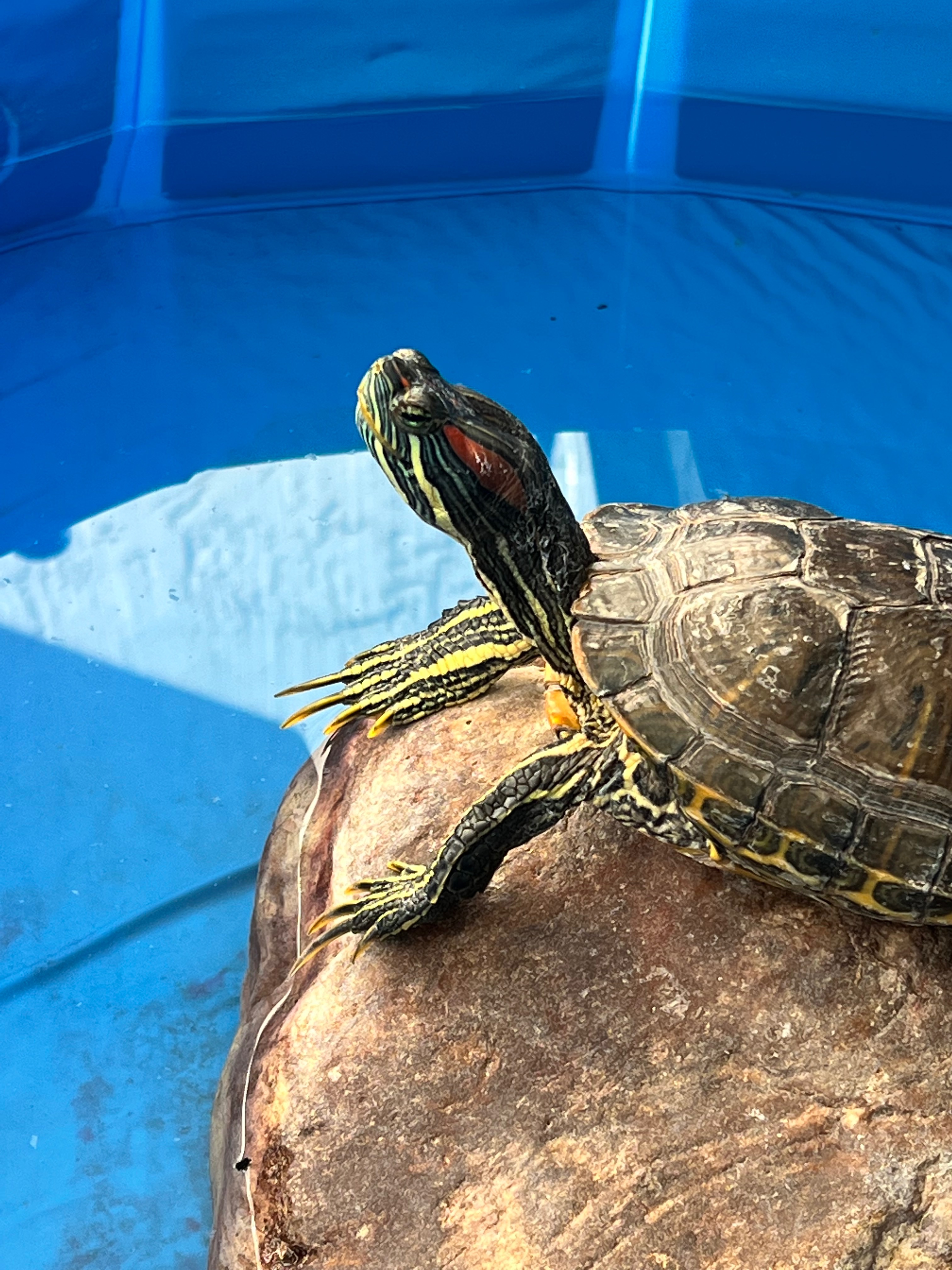 Help us rescue & support & spoil more turtles! campaign photo, 2 of 8