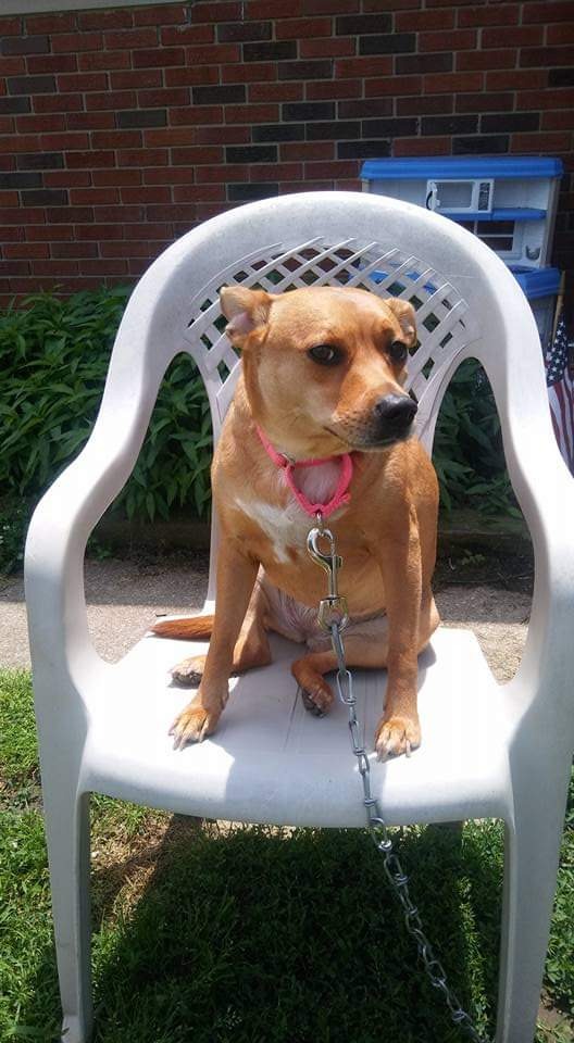 Help Annie Get Her Surgery campaign photo, 6 of 8