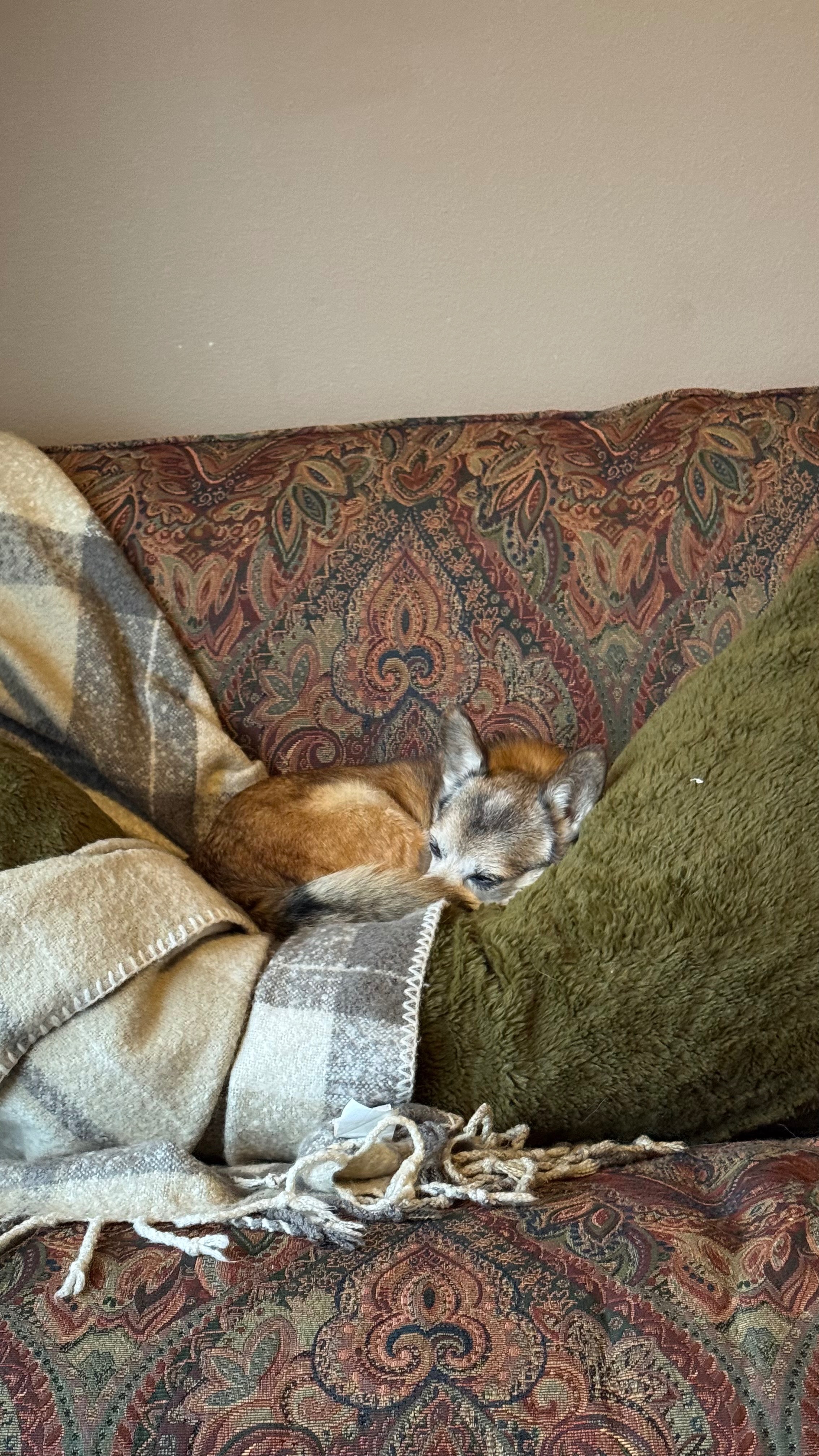 Help Our Senior Boy Kodiak Heal campaign photo, 7 of 8