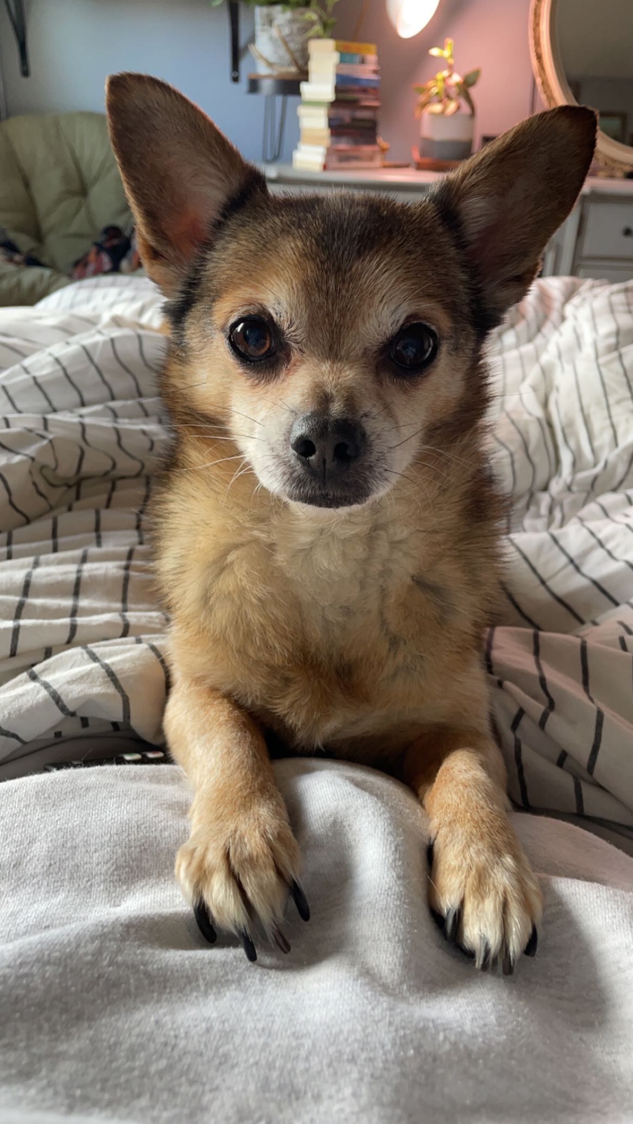 Help Our Senior Boy Kodiak Heal campaign photo, 4 of 8