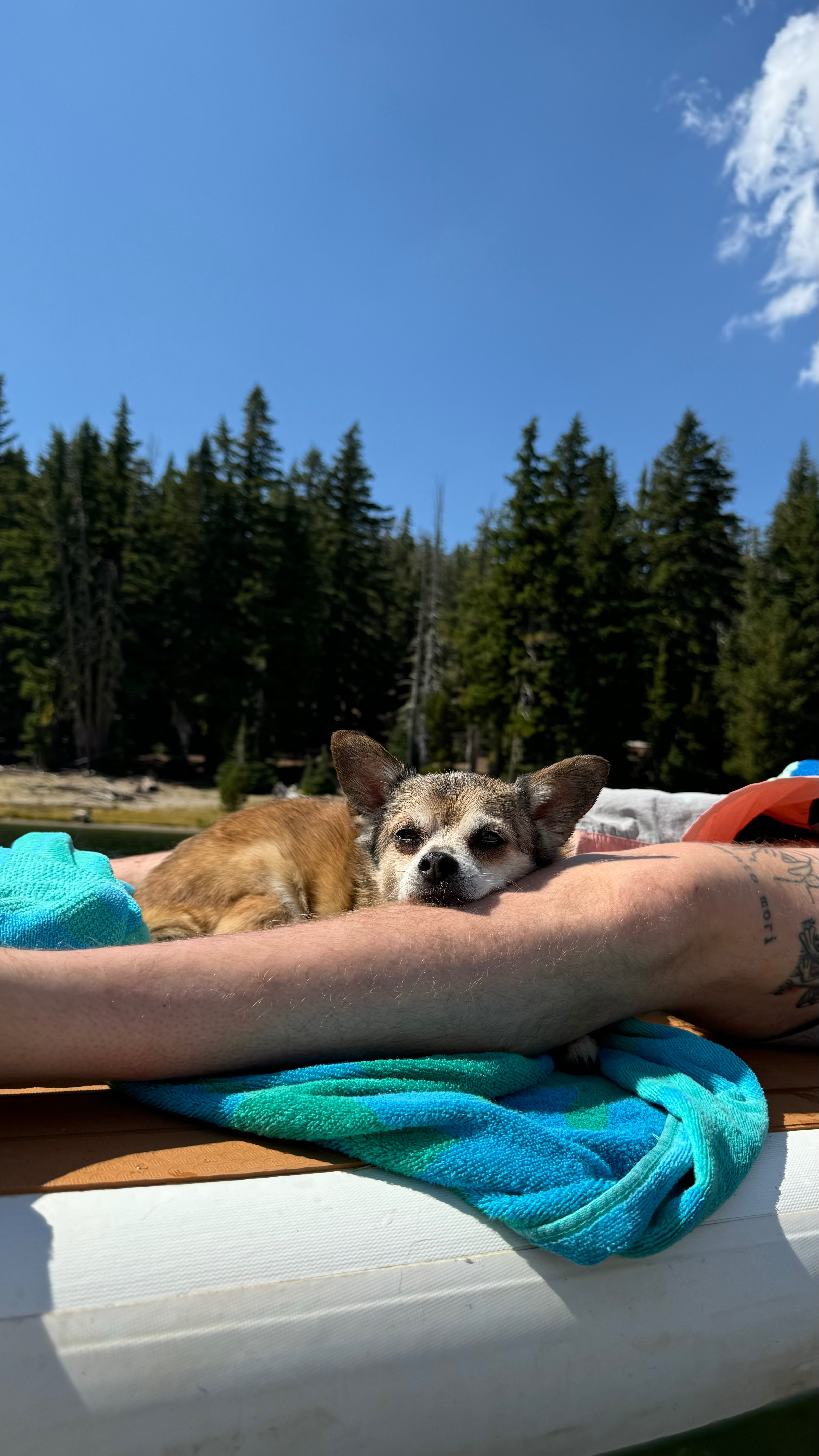 Help Our Senior Boy Kodiak Heal campaign photo, 6 of 8