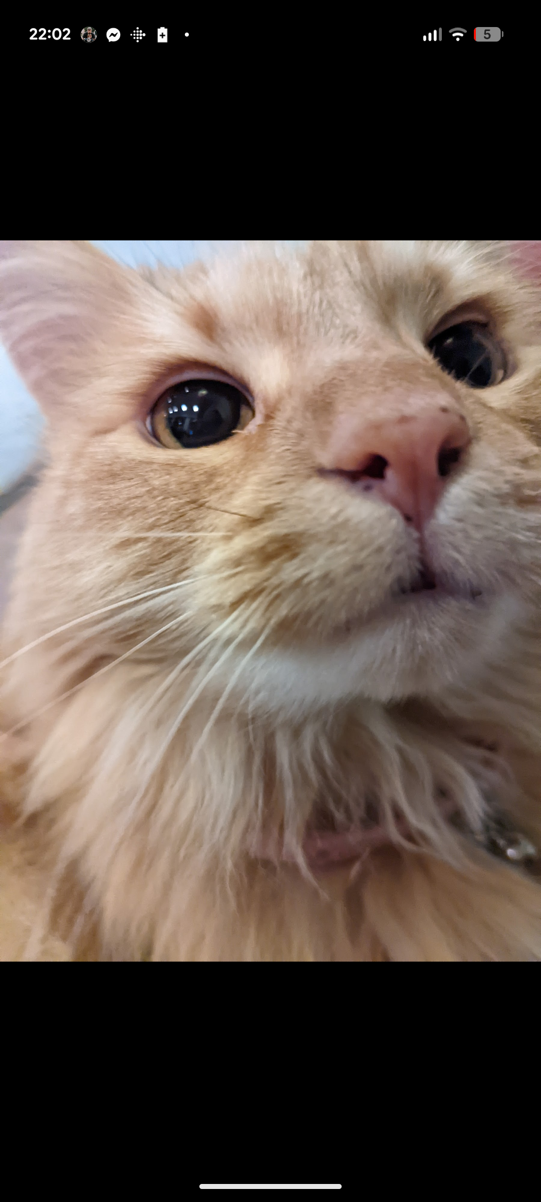 Help Tribble Get the Care She Needs campaign photo, 2 of 8