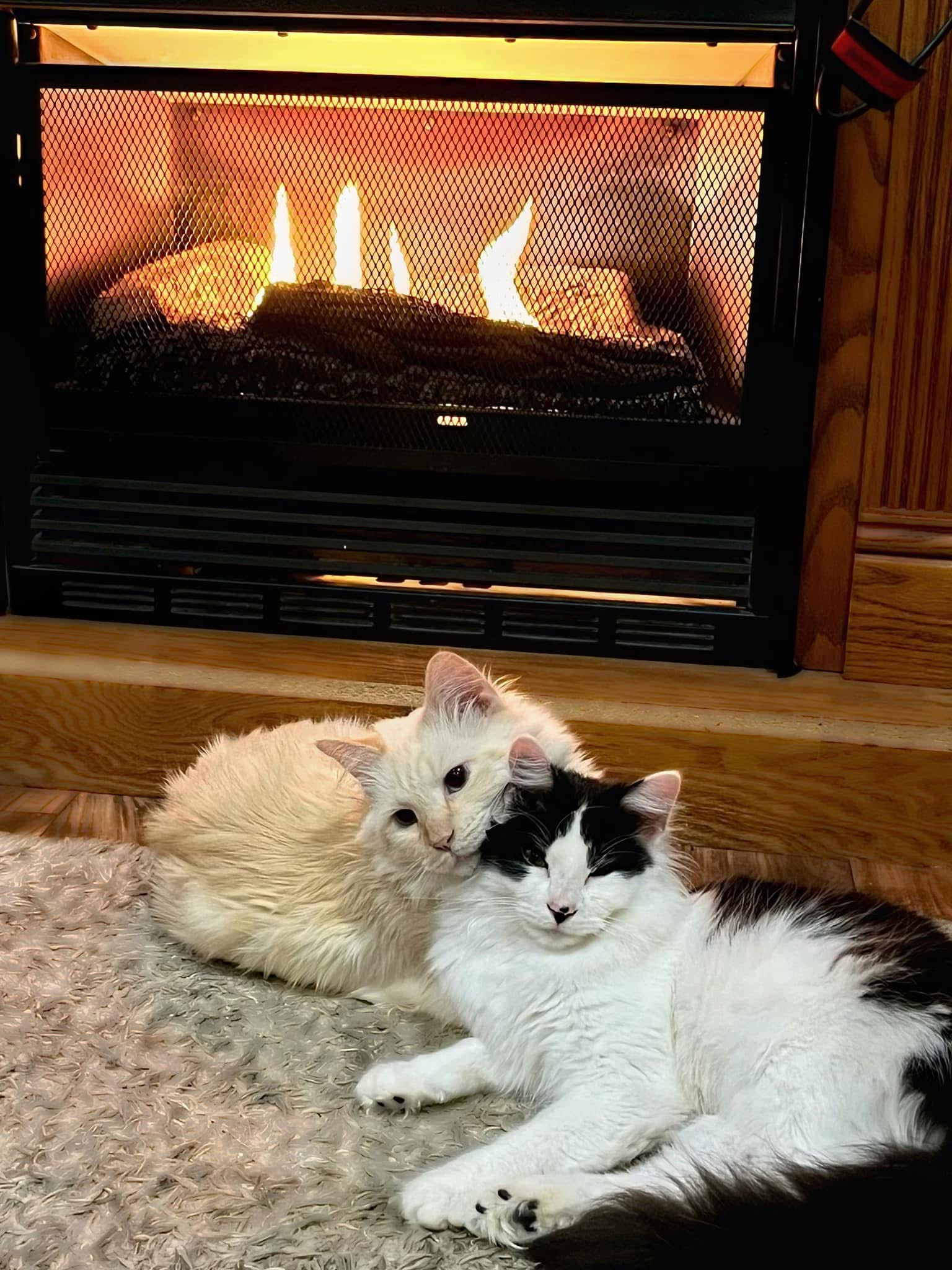 Help Momo Get Emergency Vet Care campaign photo, 2 of 8