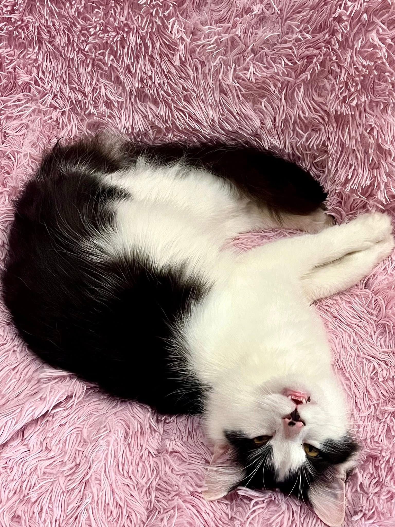 Help Momo Get Emergency Vet Care campaign photo, 4 of 8