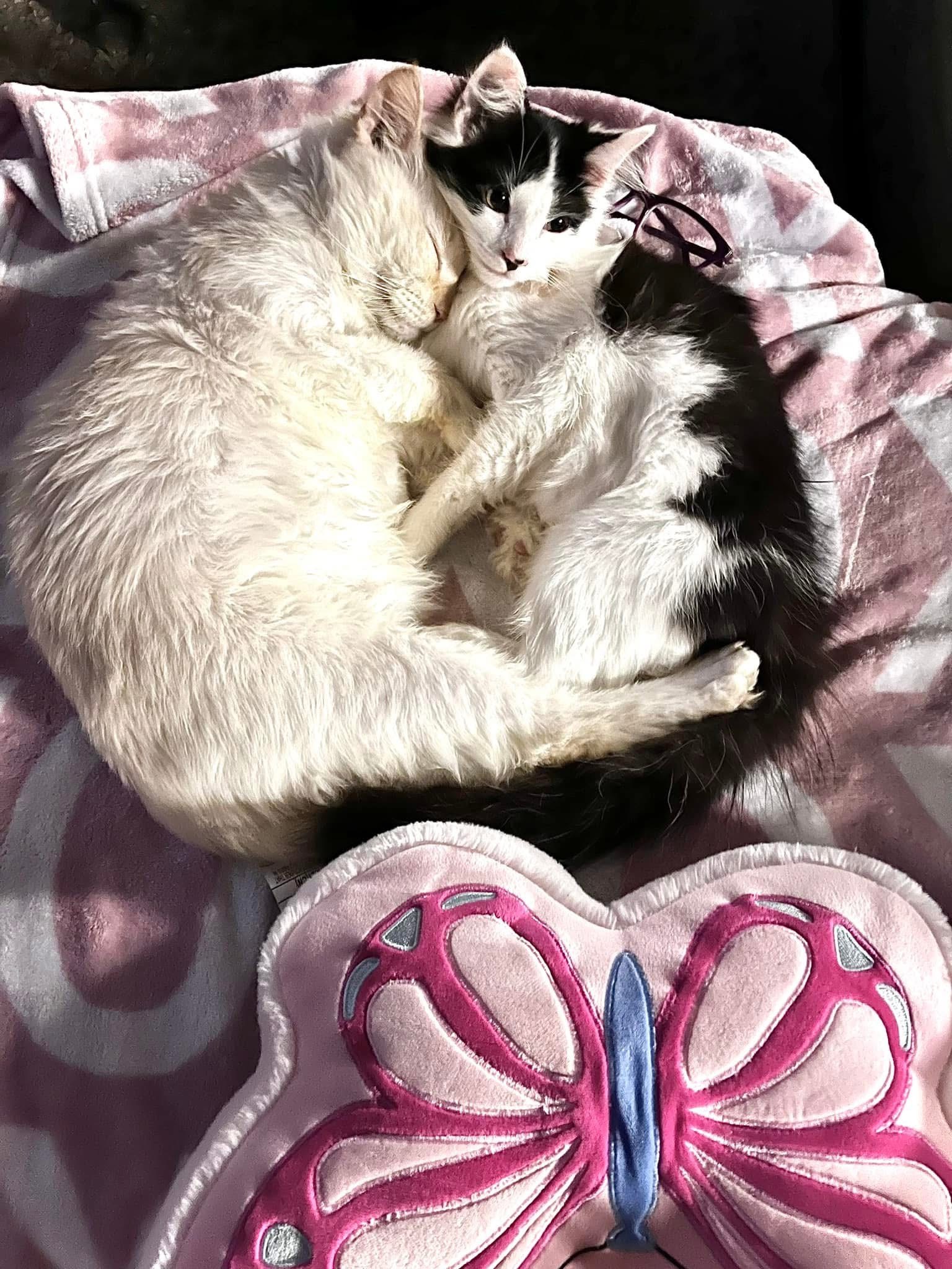Help Momo Get Emergency Vet Care campaign photo, 7 of 8
