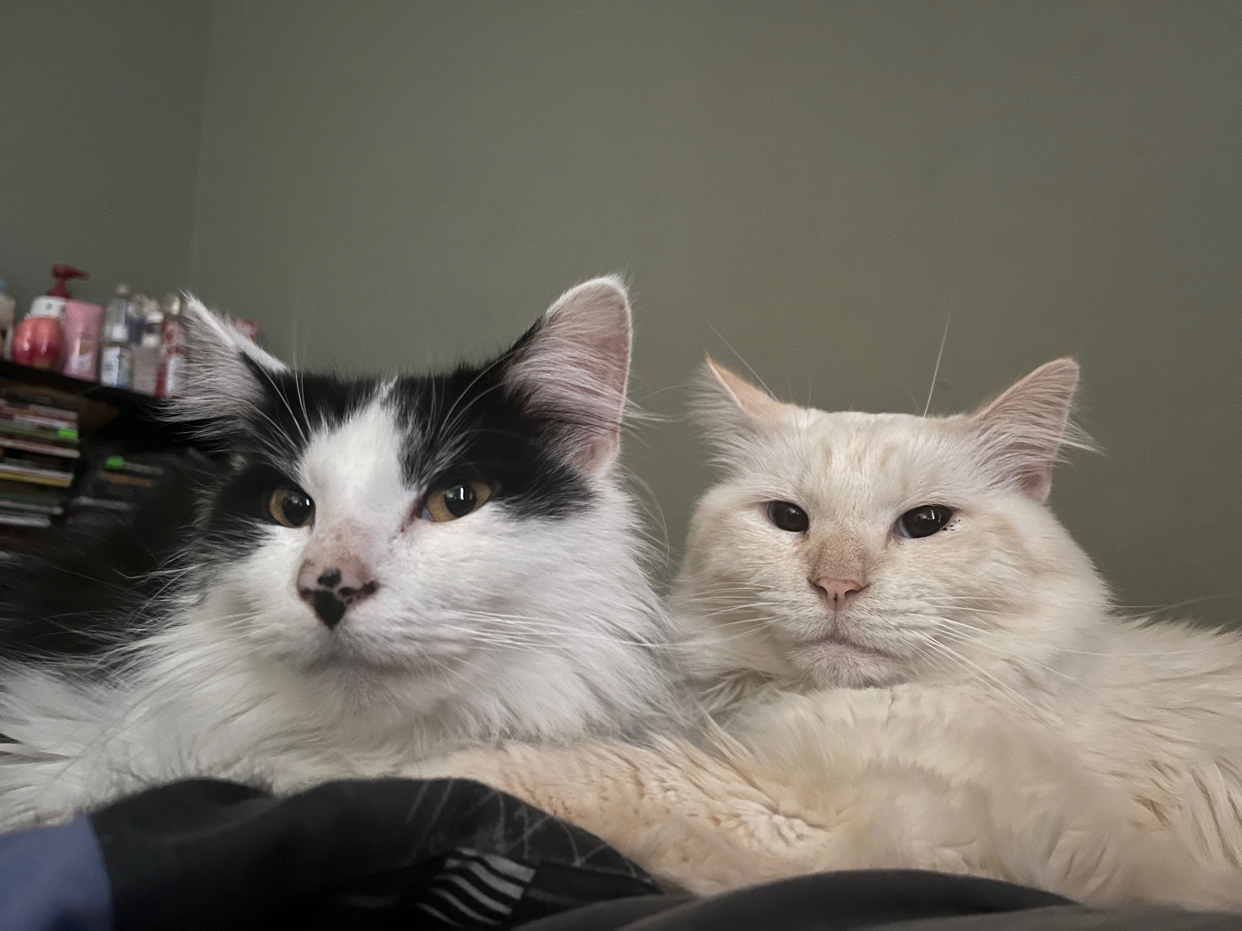 Help Momo Get Emergency Vet Care campaign photo, 5 of 8