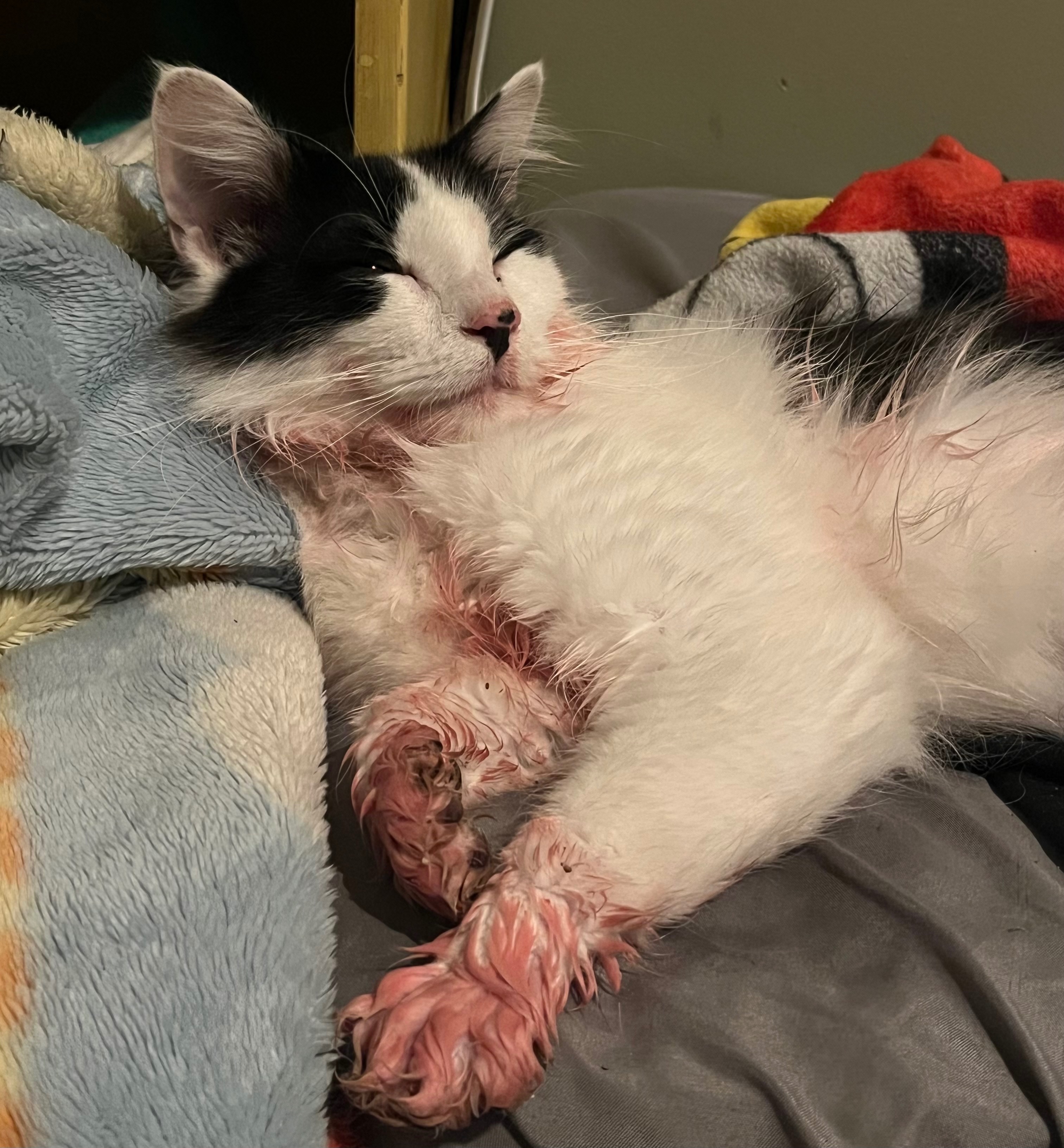 Help Momo Get Emergency Vet Care campaign photo, 6 of 8