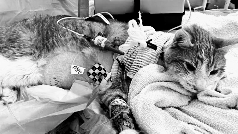 Save Sammy: Urgent Surgery Needed photo
